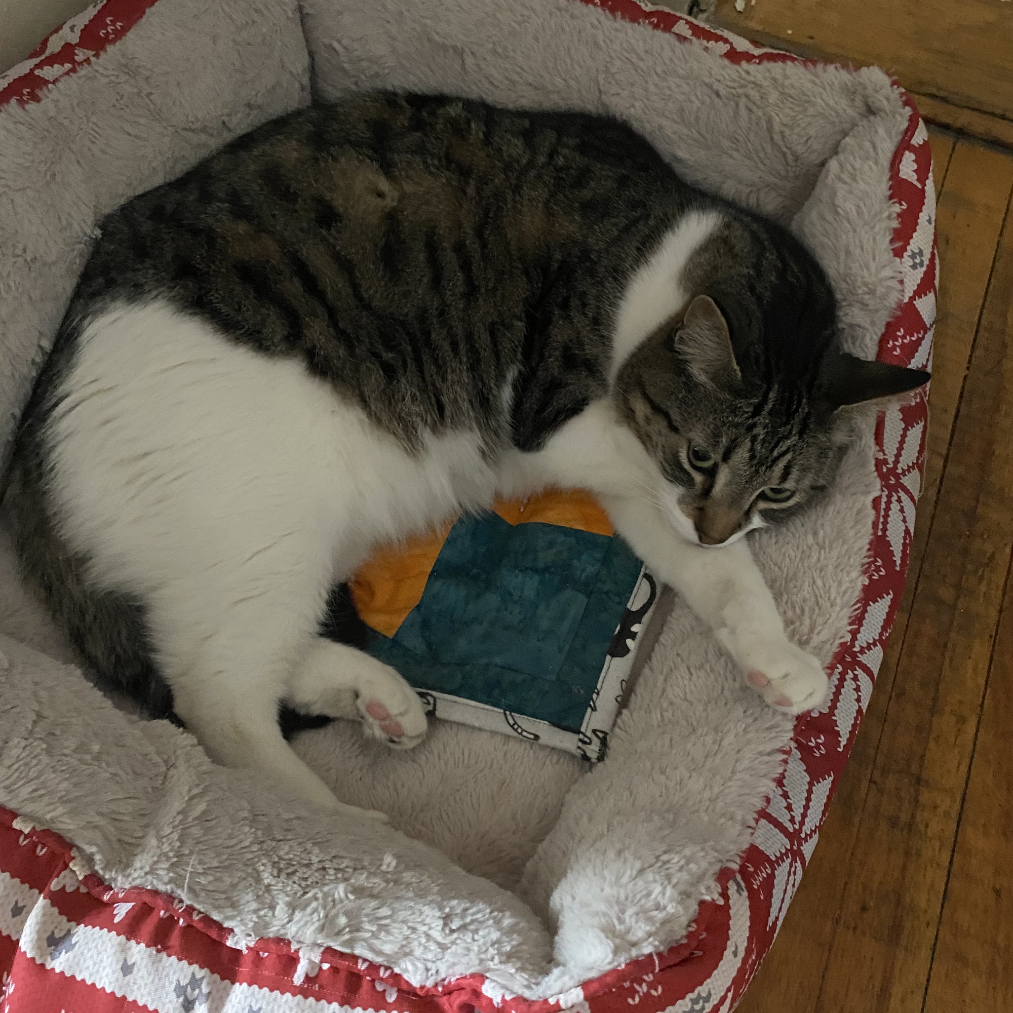 Eastern Maine Emergency Veterinary Brewer