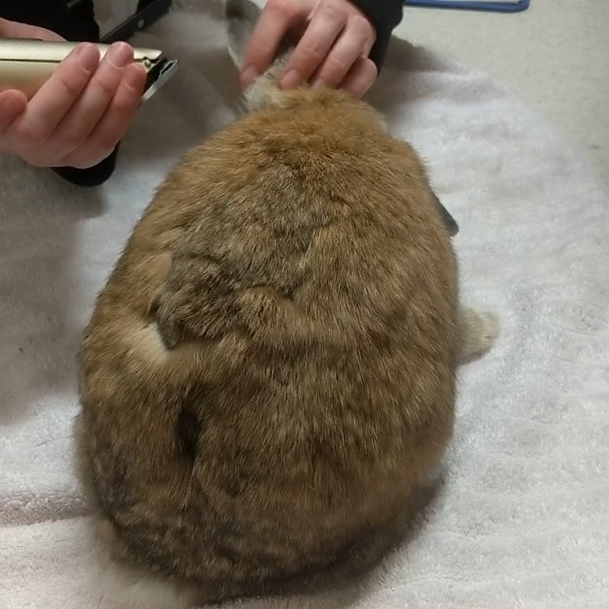 Brewer Veterinary Clinic Brewer