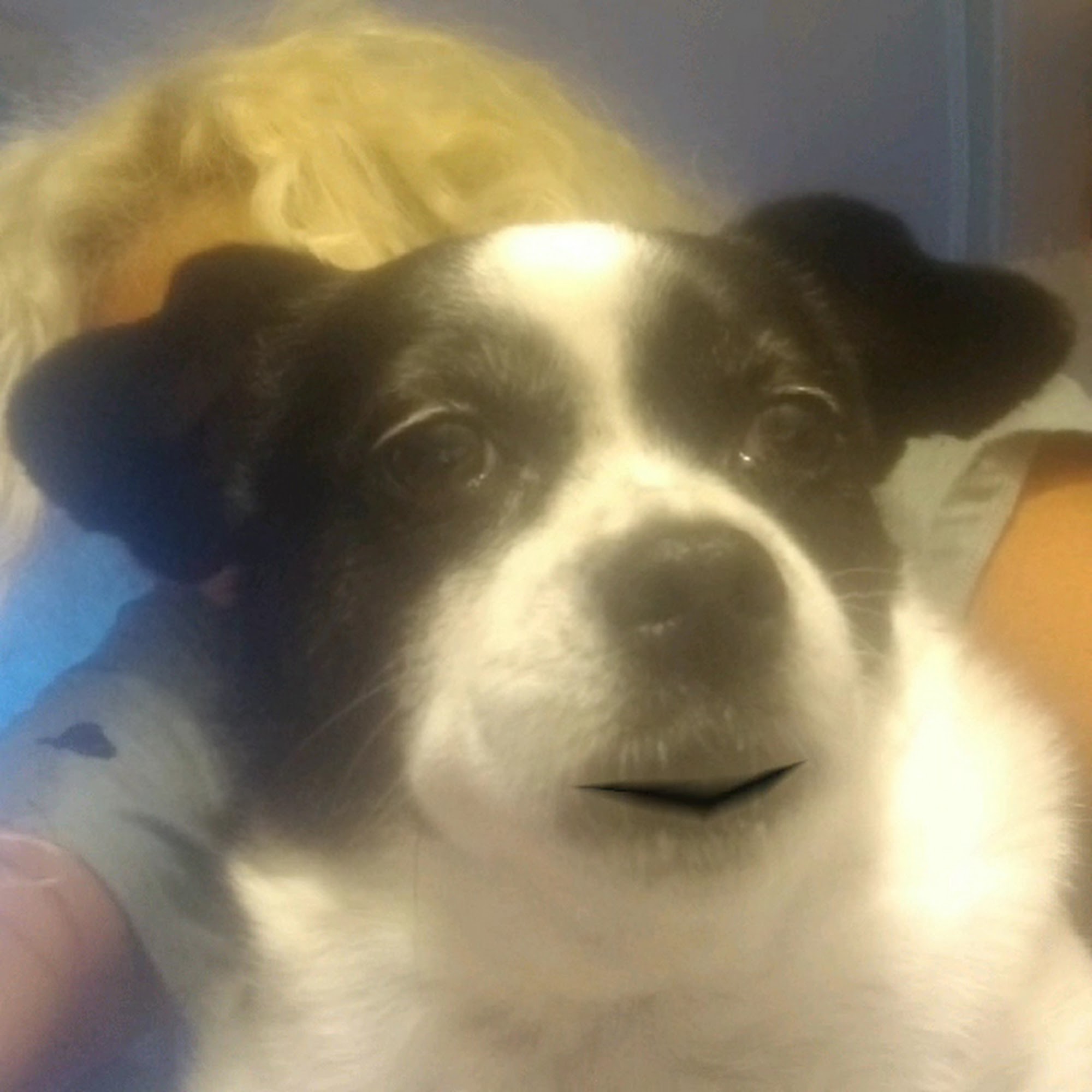 Bath-Brunswick Veterinary Associates Brunswick