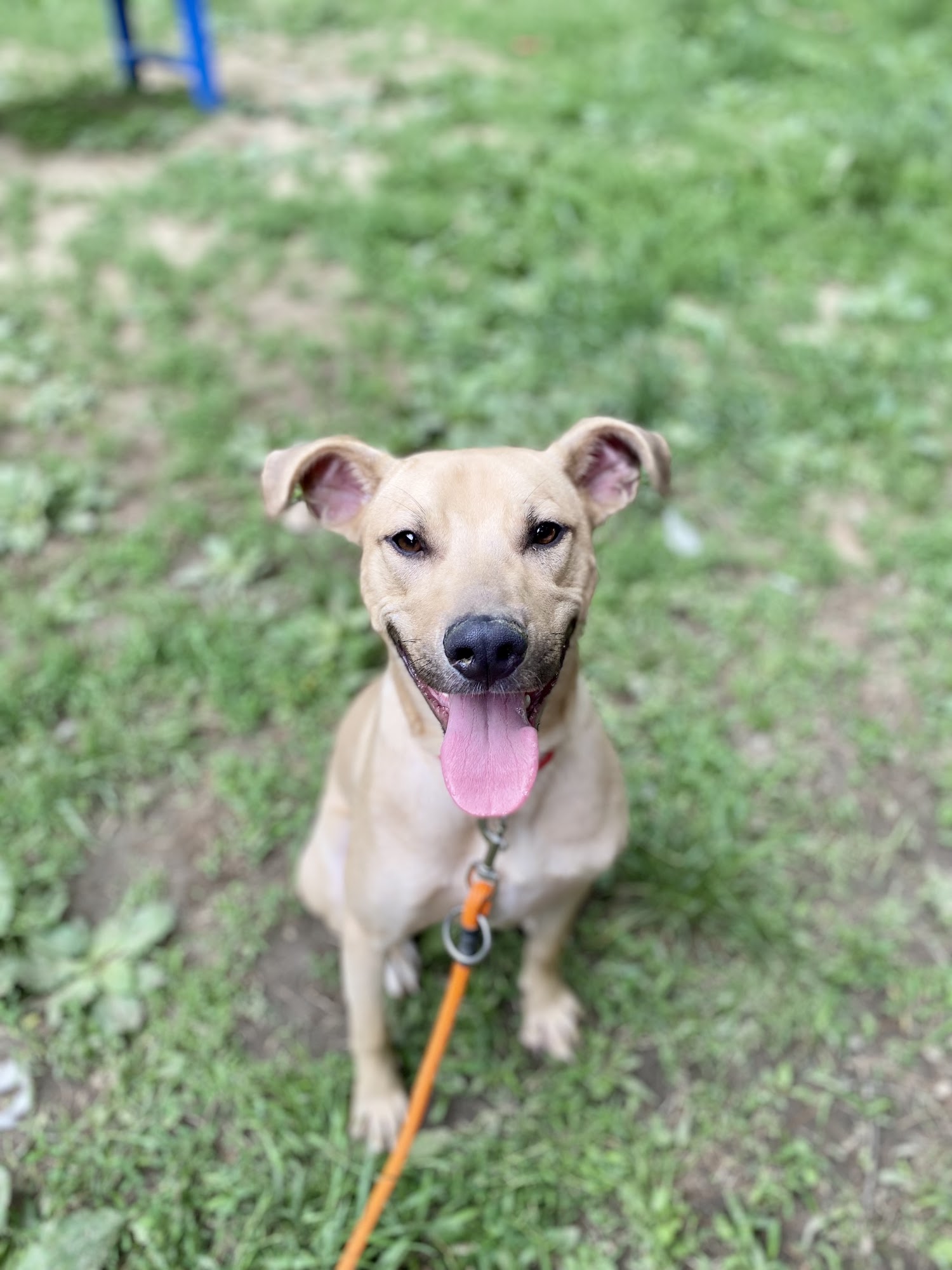 Midcoast Humane Brunswick