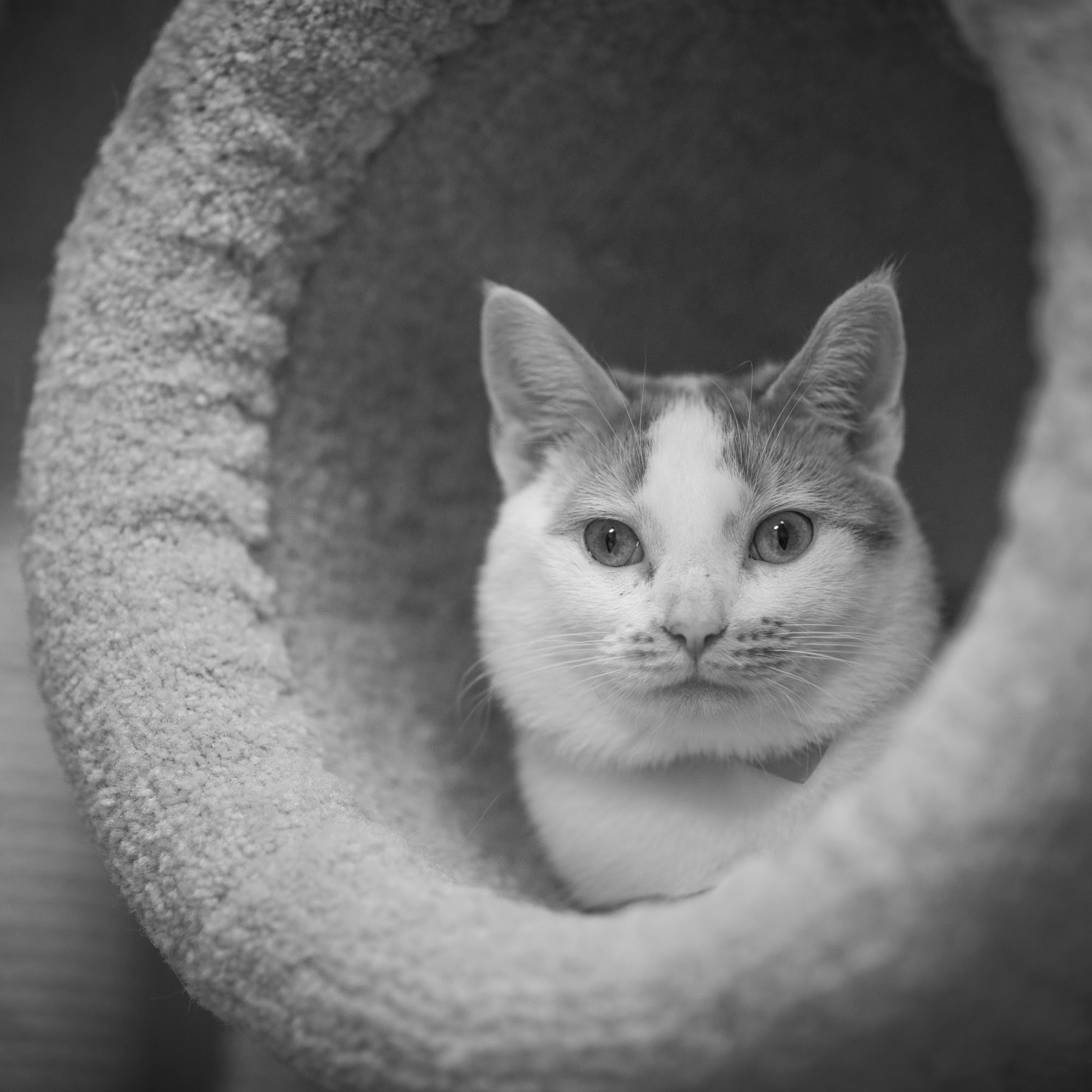 Midcoast Humane Brunswick