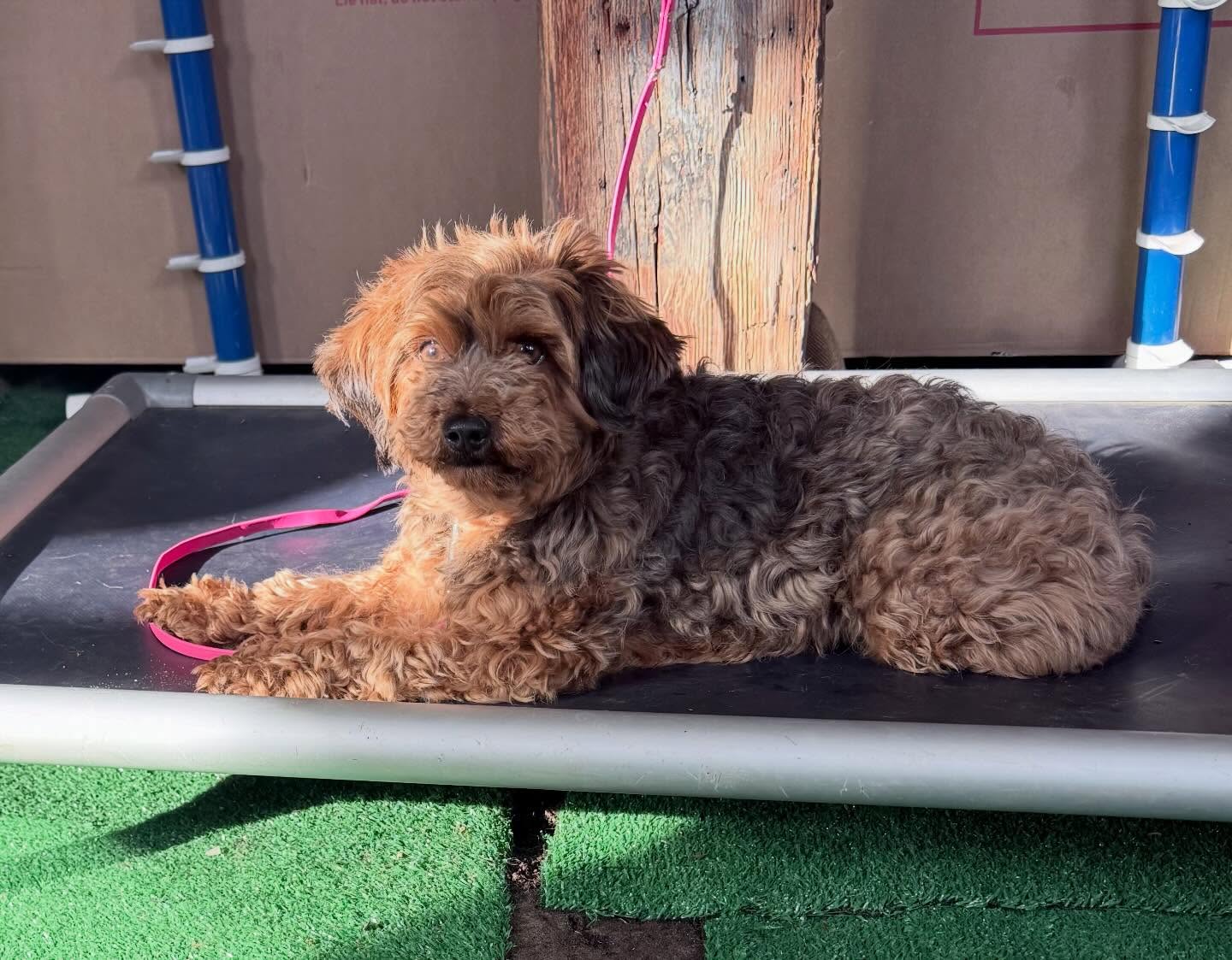 Maine Dog Training Company Brunswick