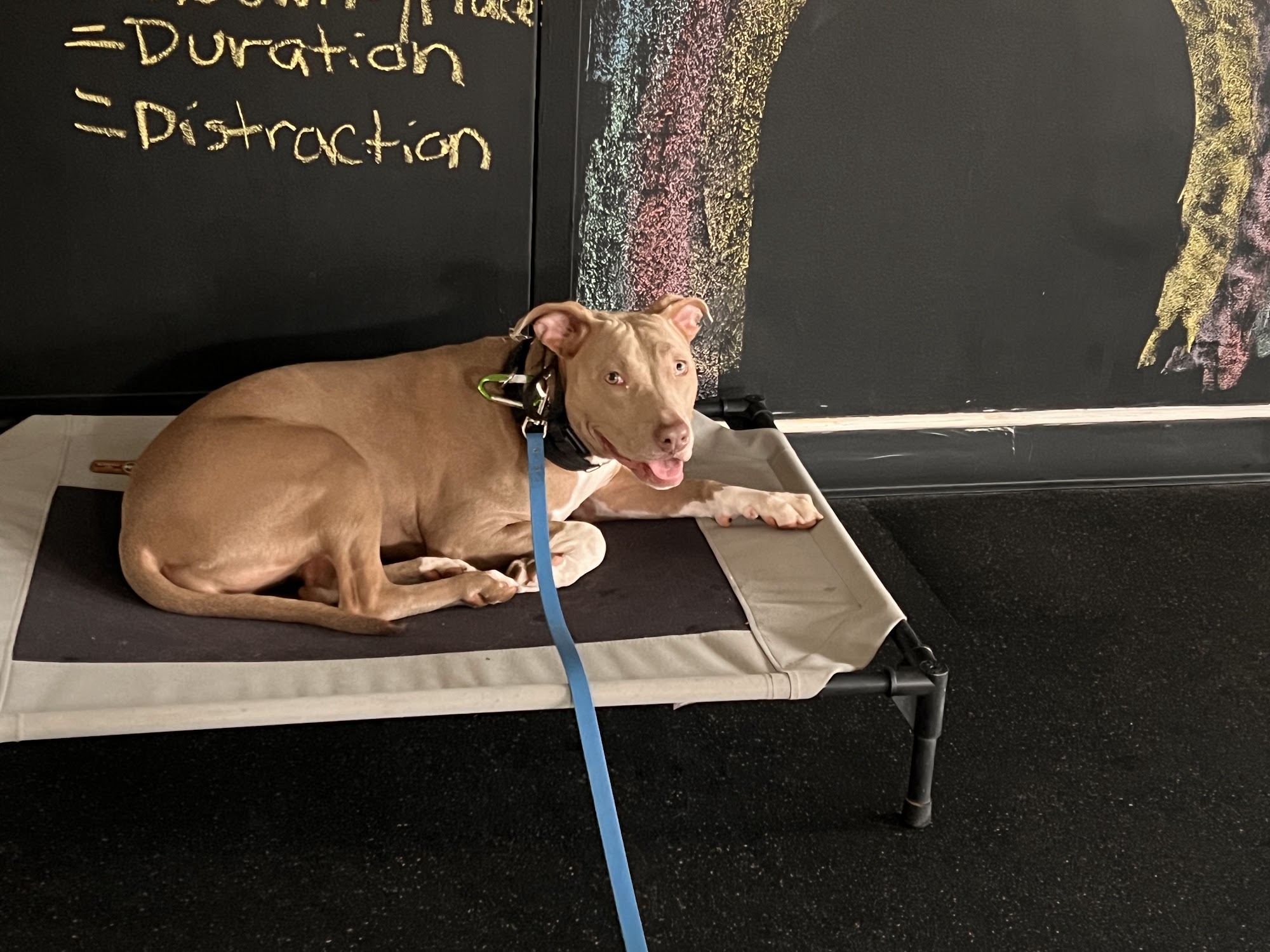 Maine Dog Training Company Brunswick