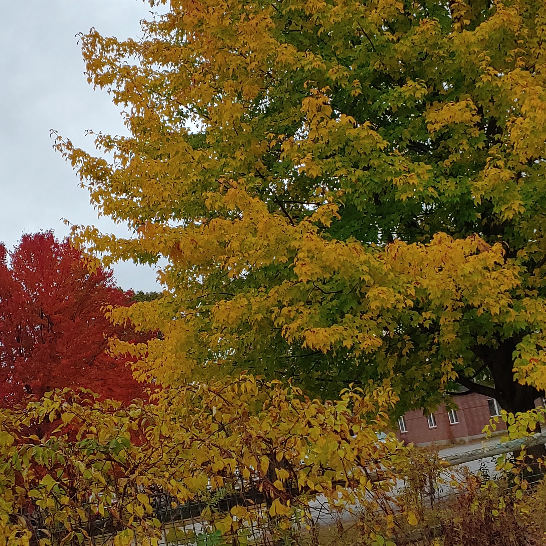 Long Horn Horse & Pet Supply Buxton