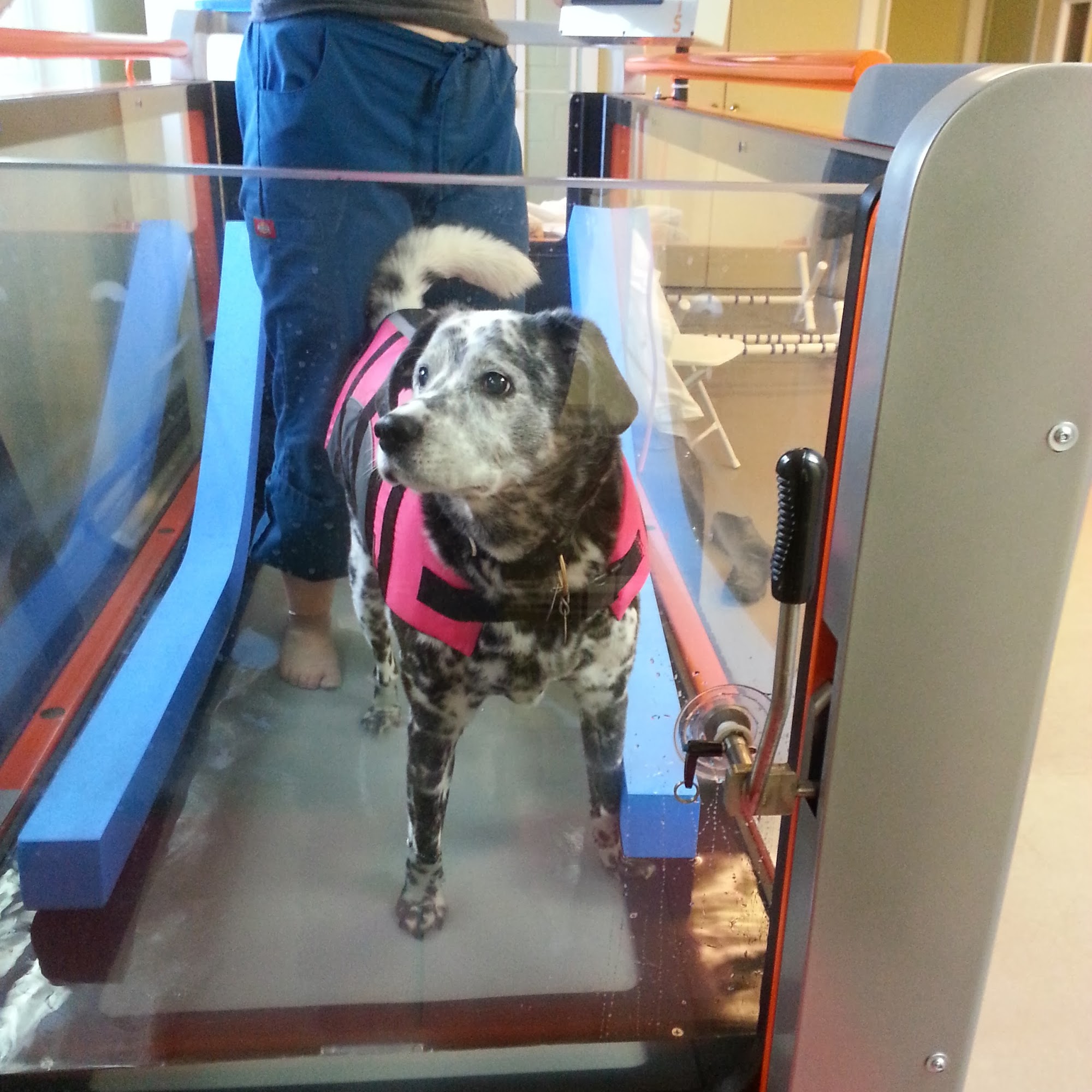 Veterinary and Rehabilitation Center of Cape Elizabeth Cape Elizabeth