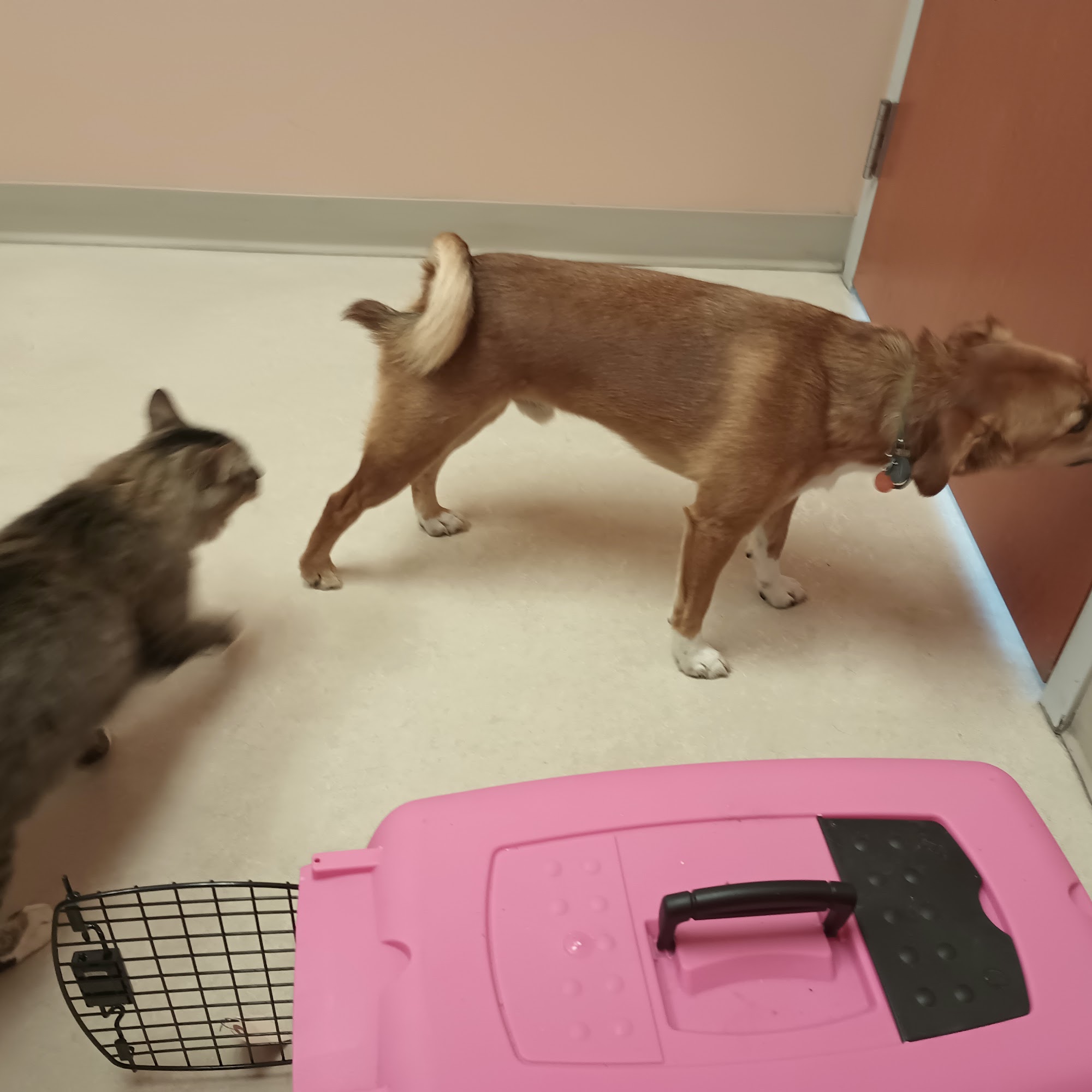 Cumberland Animal Clinic Cumberland