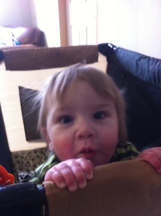 The Animal House Damariscotta