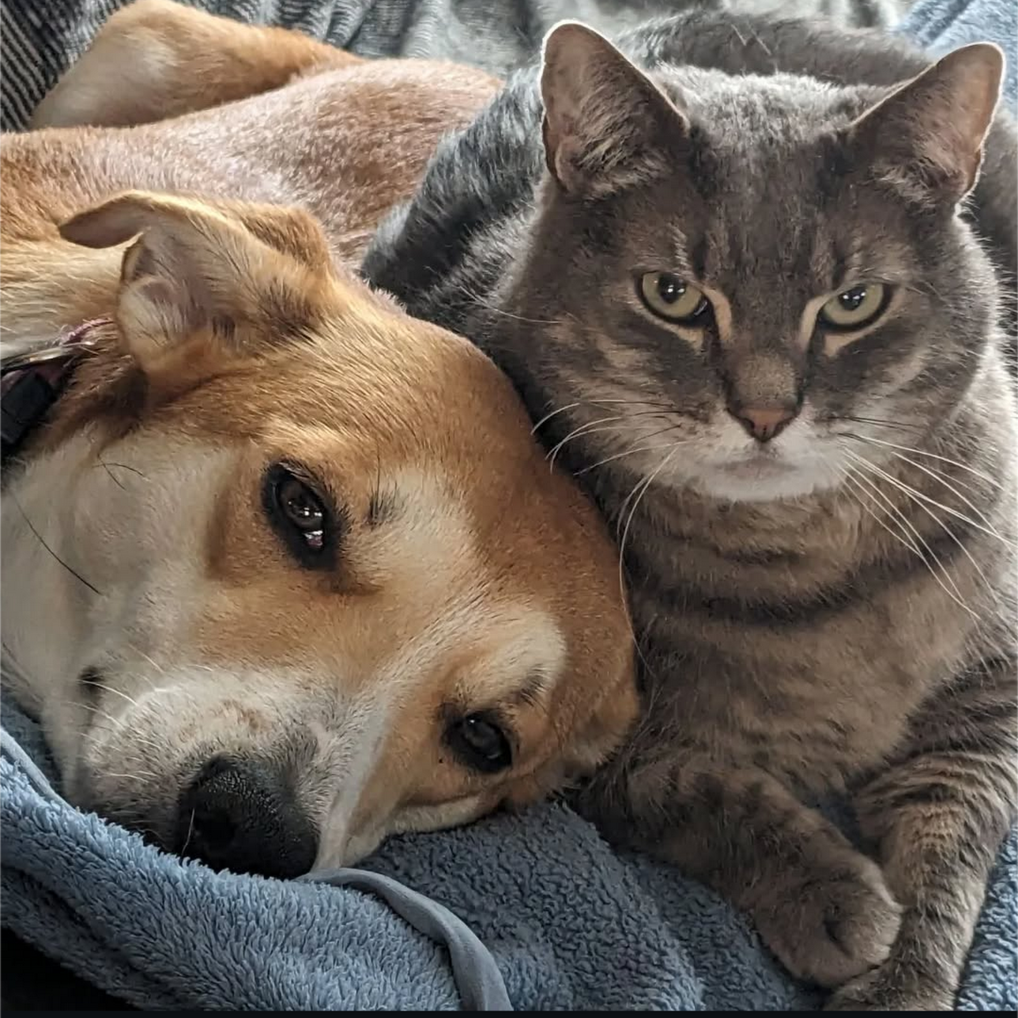 Atlantic Veterinary Care Damariscotta