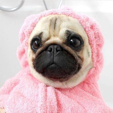 The Salty Dog Damariscotta