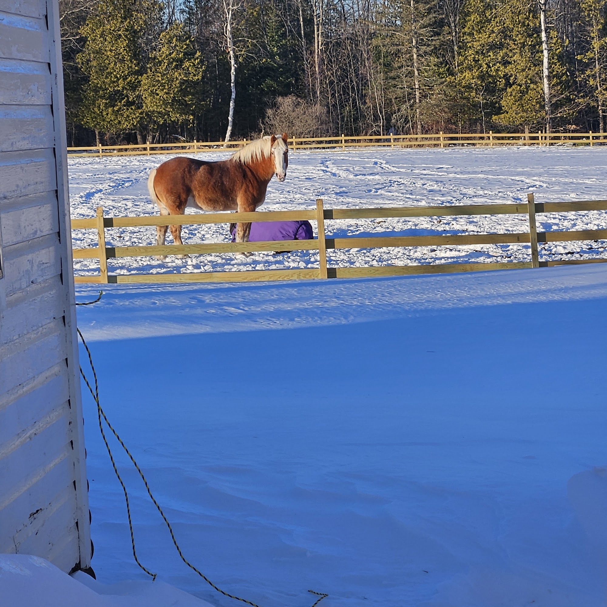 Foxcroft Veterinary Services Dover-Foxcroft