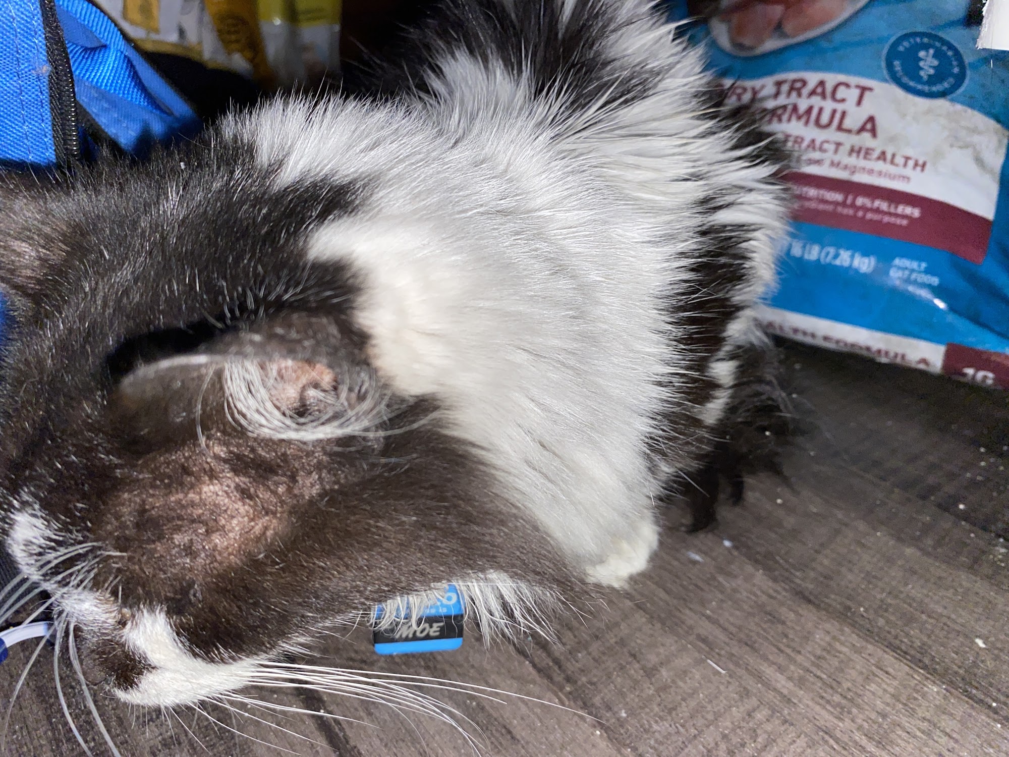 Small Animal Clinic Ellsworth