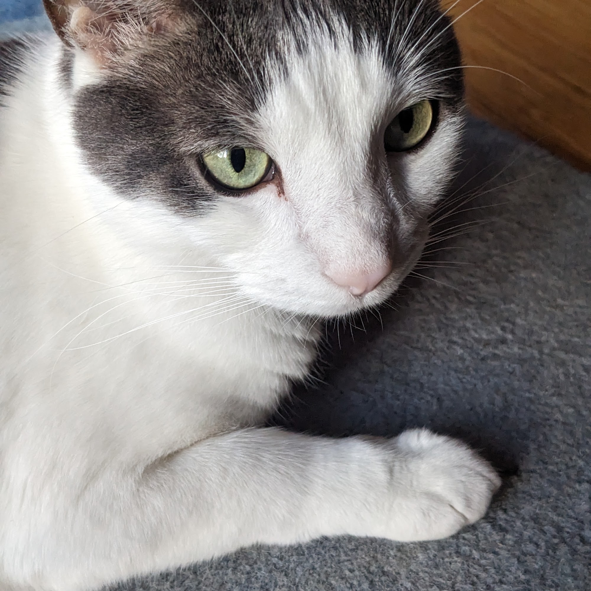 Hometown Veterinary Care Fairfield