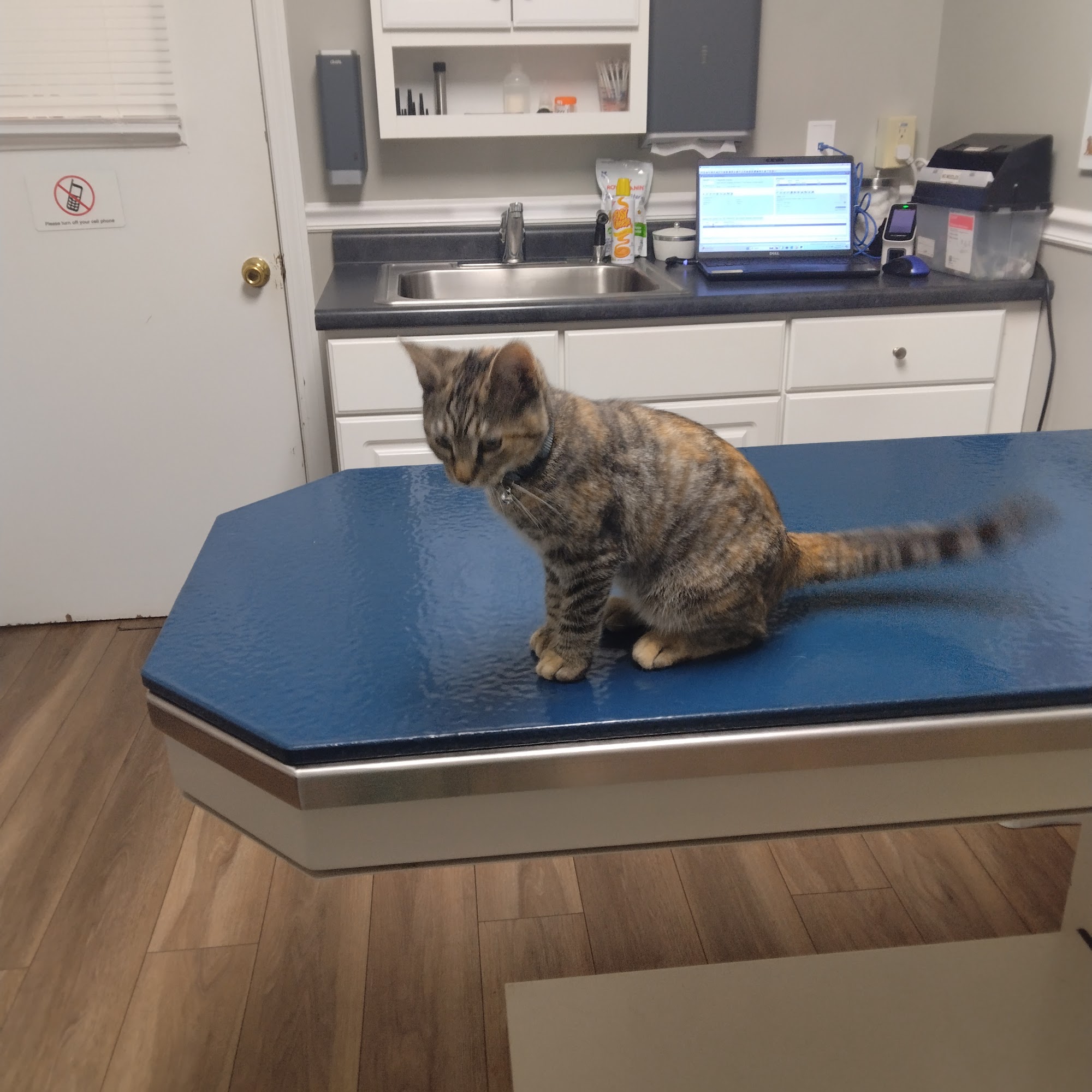 Kennebec Valley Animal Clinic Farmingdale