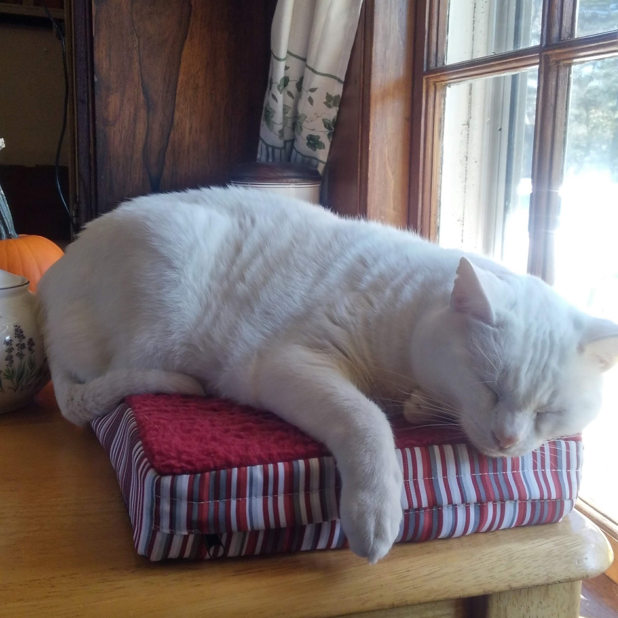 Farmington Veterinary Clinic Farmington