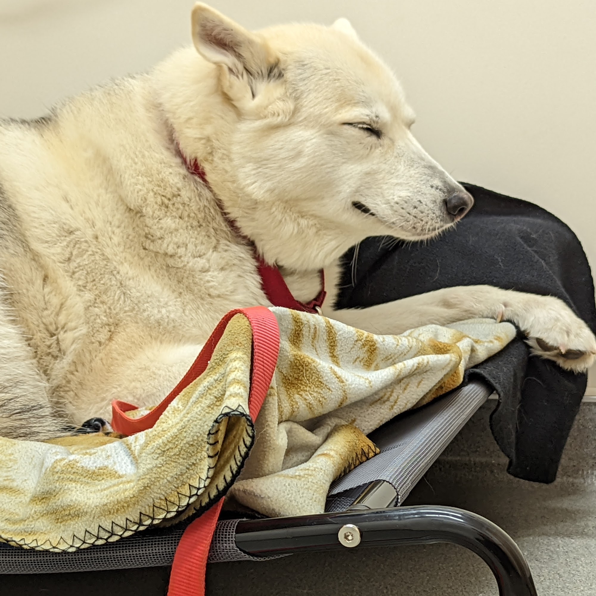 Freeport Veterinary Hospital Freeport