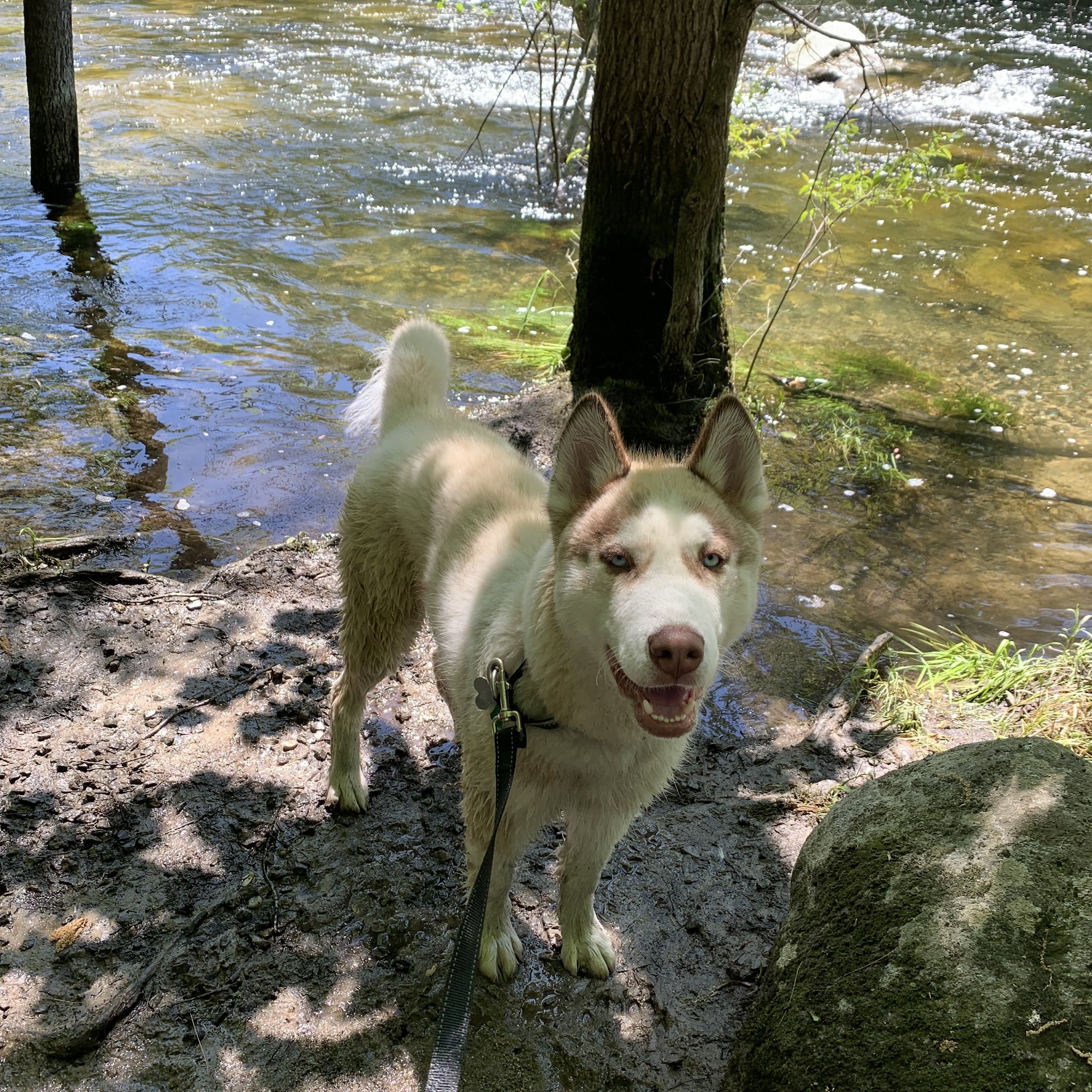 The Good Pup Project Dog Training Freeport