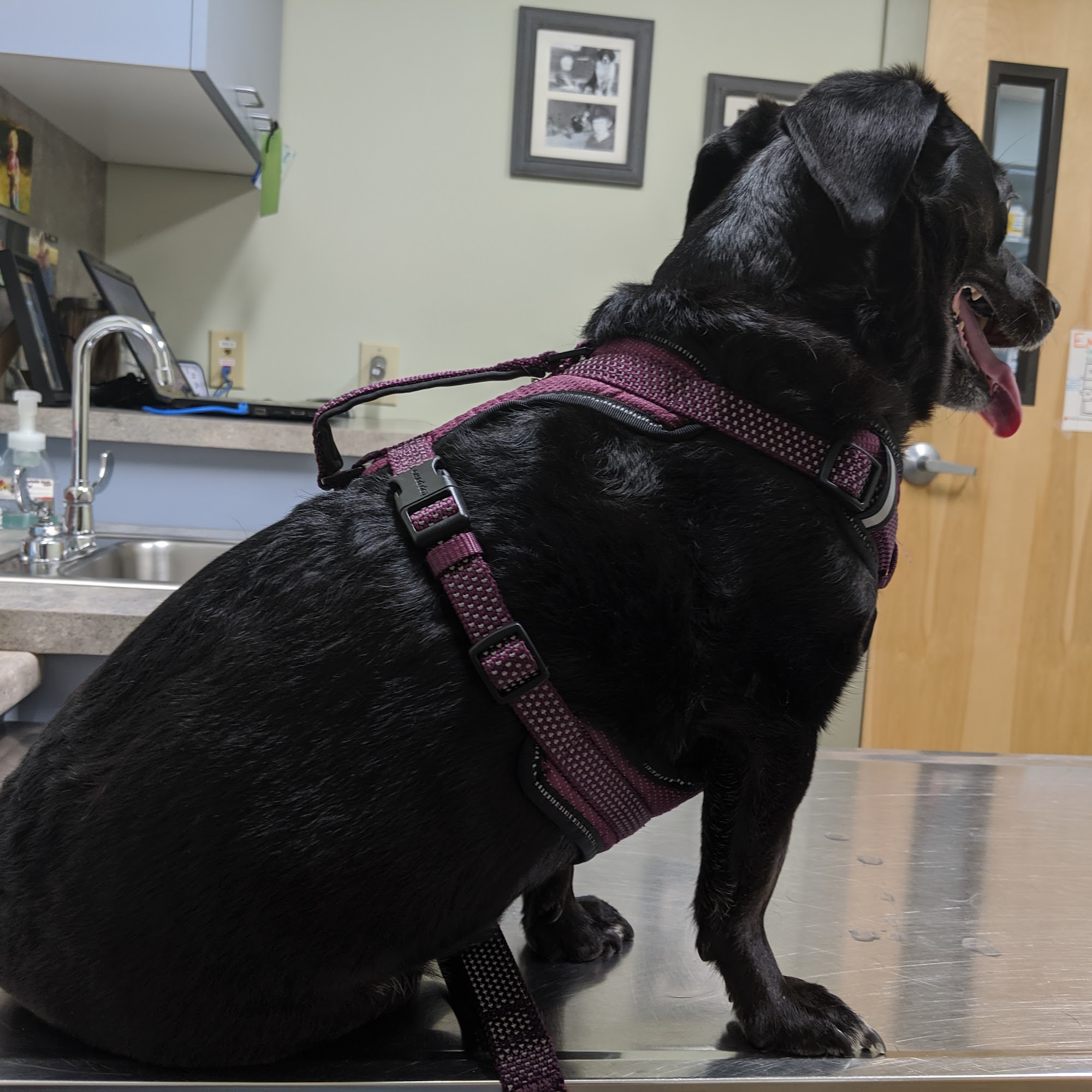 Fryeburg Veterinary Hospital Fryeburg