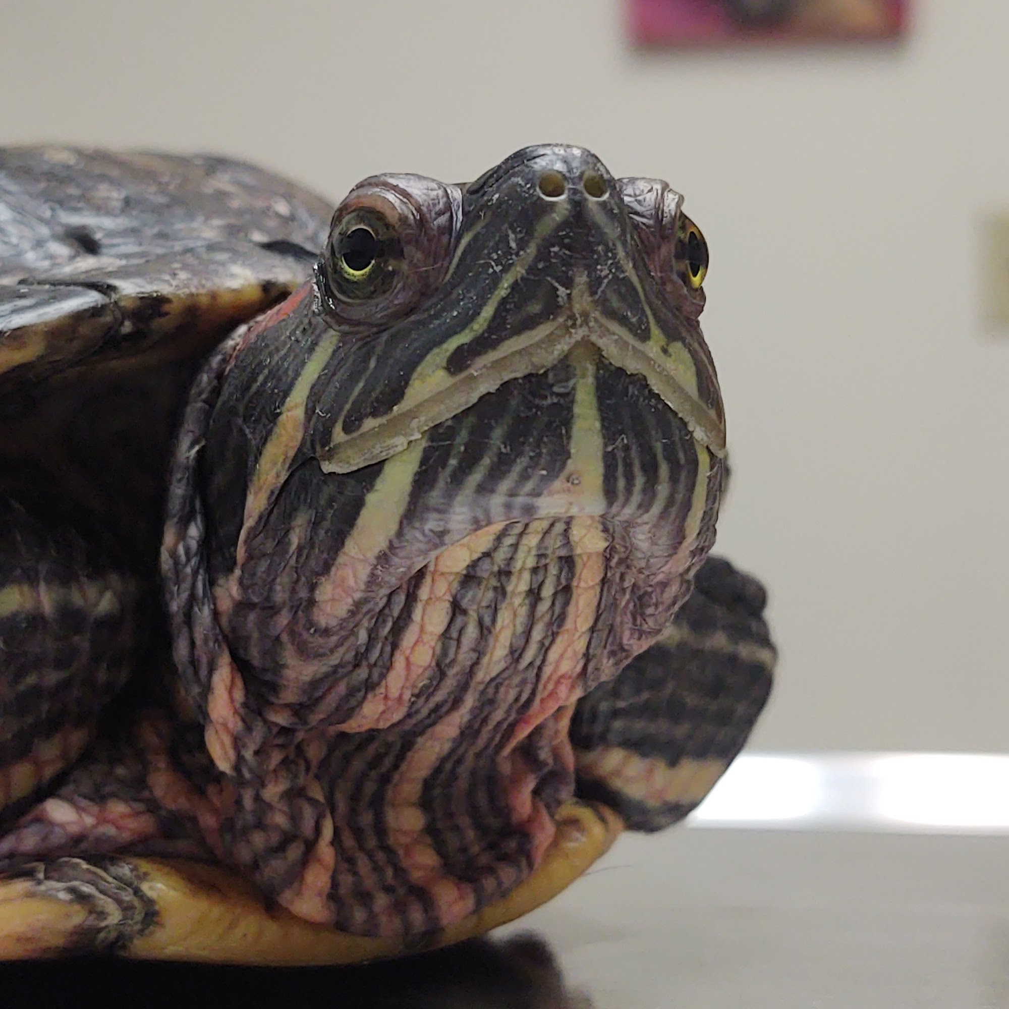 Animal Hospital of South Gorham Gorham