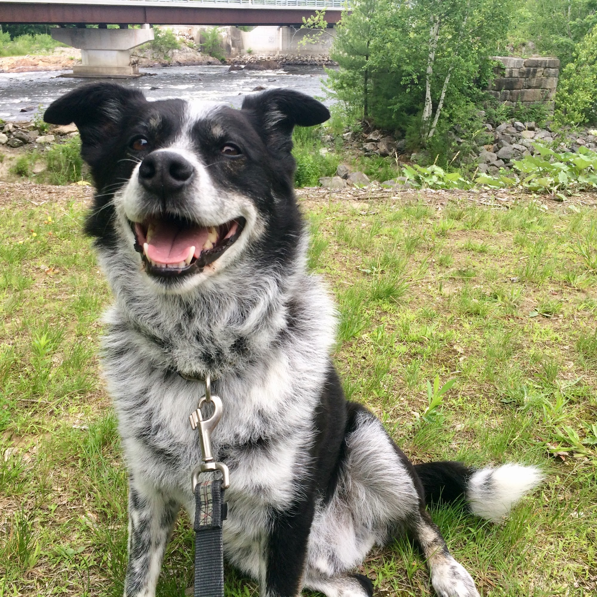 Edgewood Animal Hospital Gorham