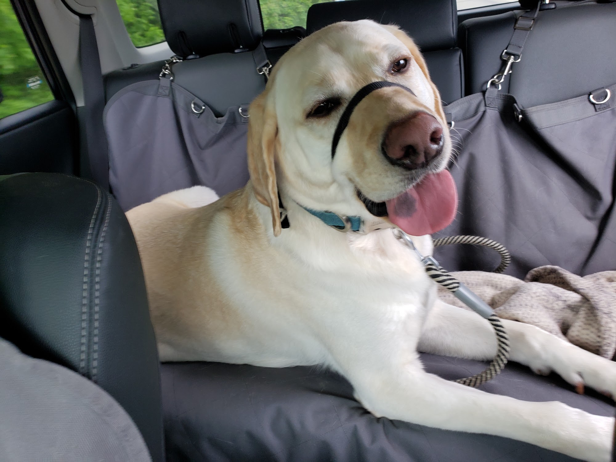 Furry Paws Pet Grooming Gorham