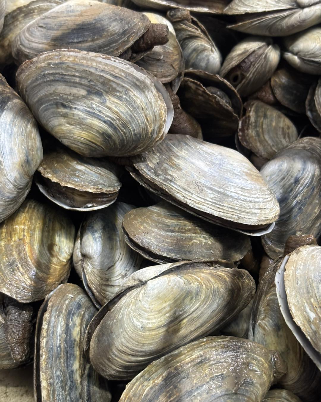 Fishermen's Net Gray