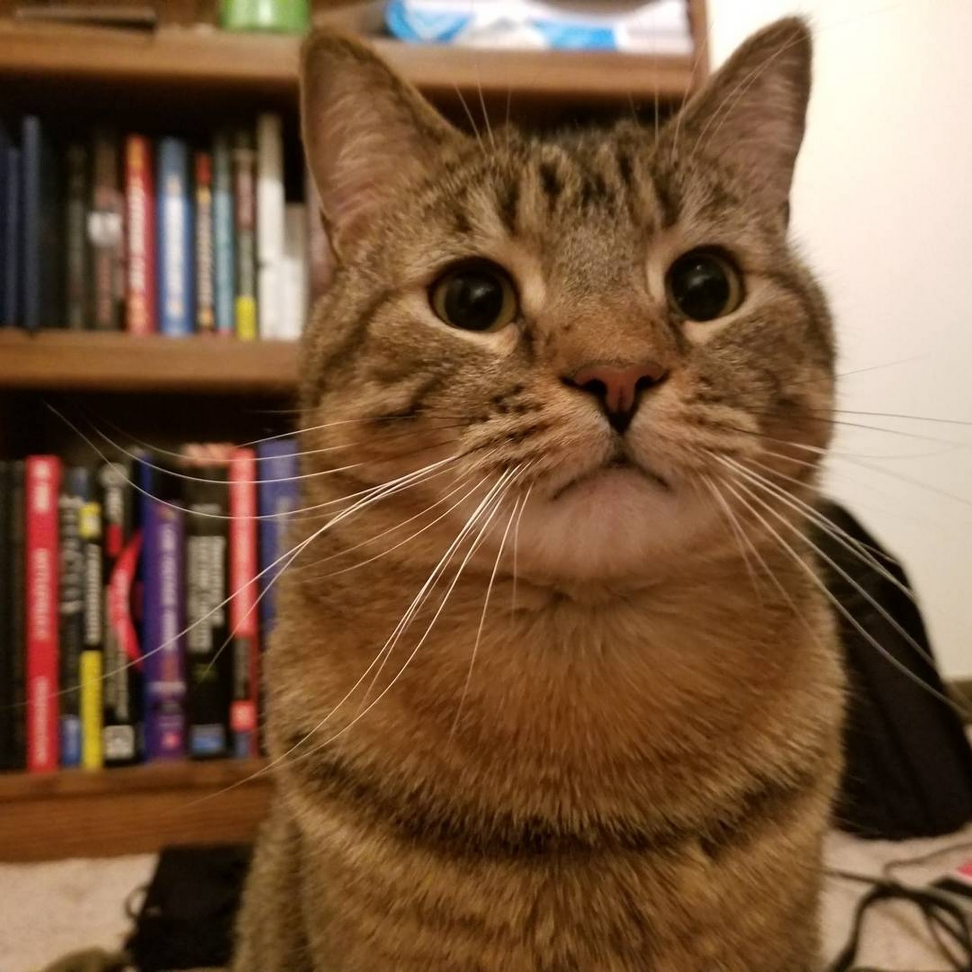 Gray-New Gloucester Animal Hospital Gray