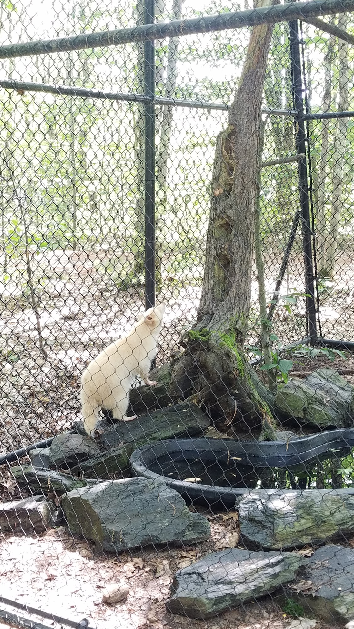 Gray Animal Center Gray