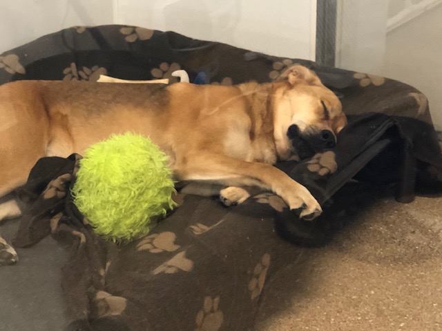 Zucco's Dog House Hampden