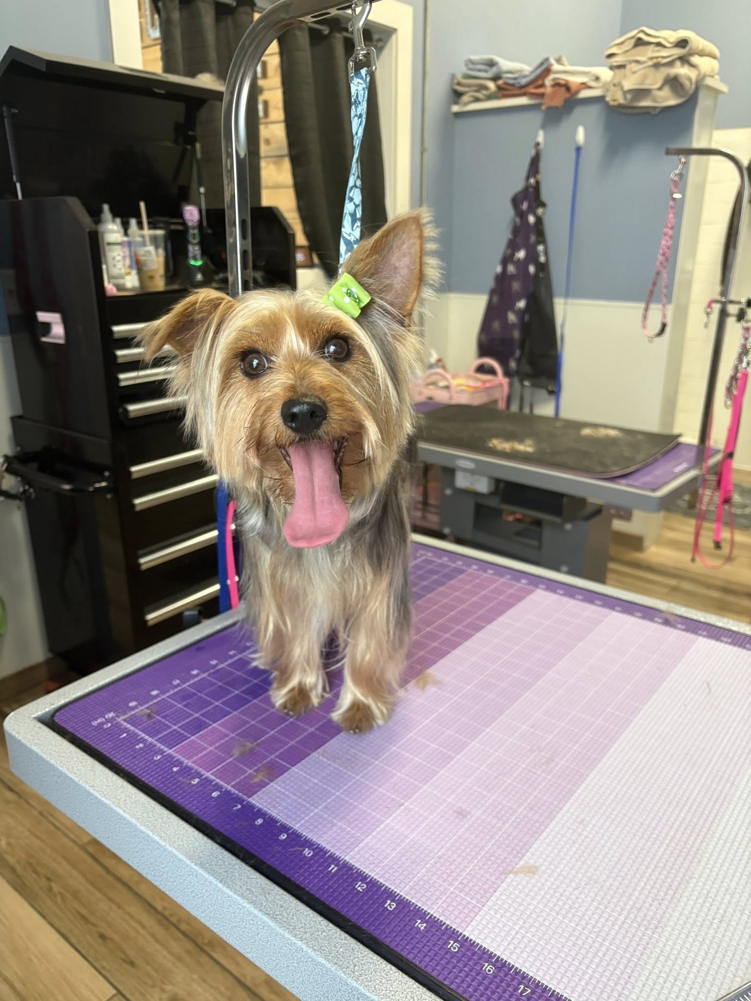 Zucco's Dog House Hampden