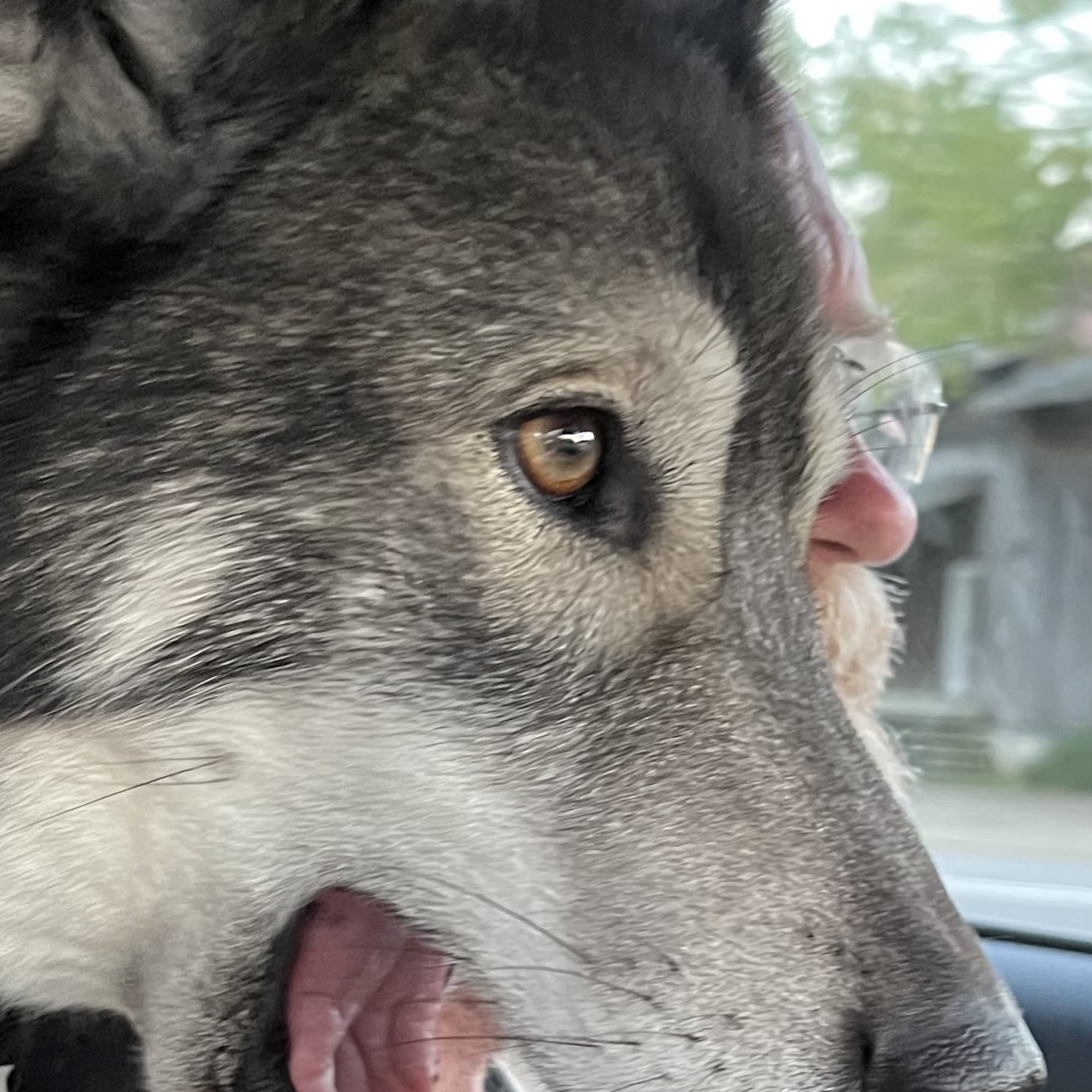 D'Onofrio B C DVM Harpswell