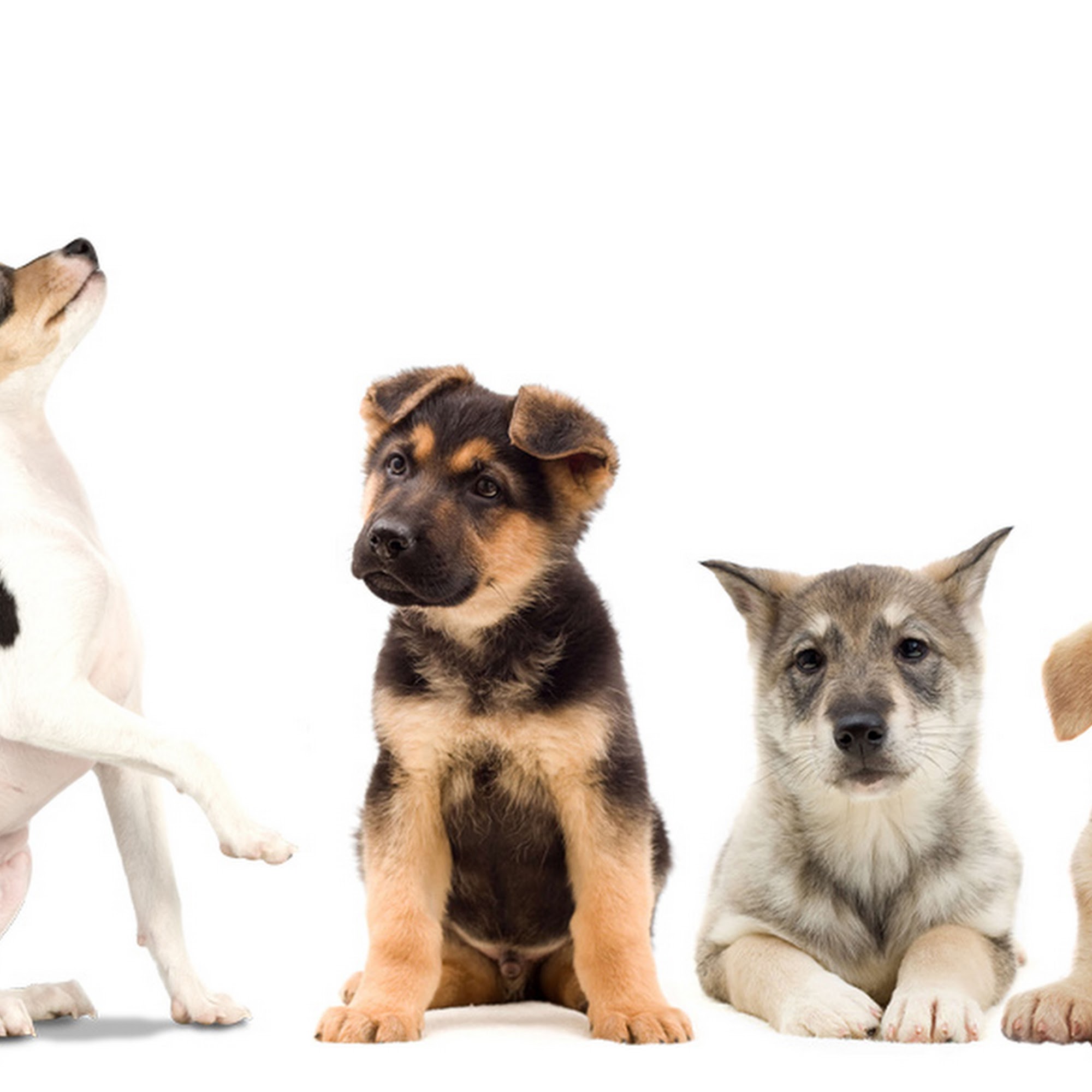 Hollis Animal Clinic Hollis