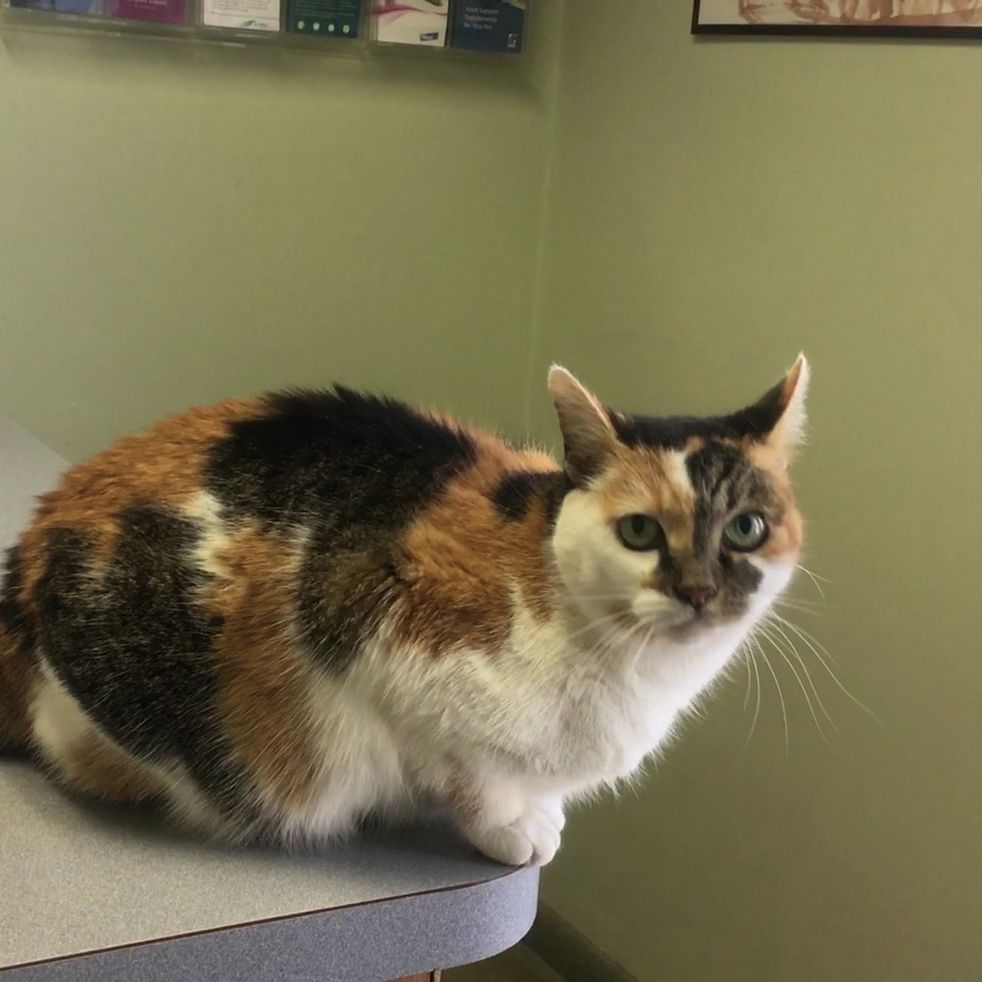 Piscataqua Animal Hospital Kittery