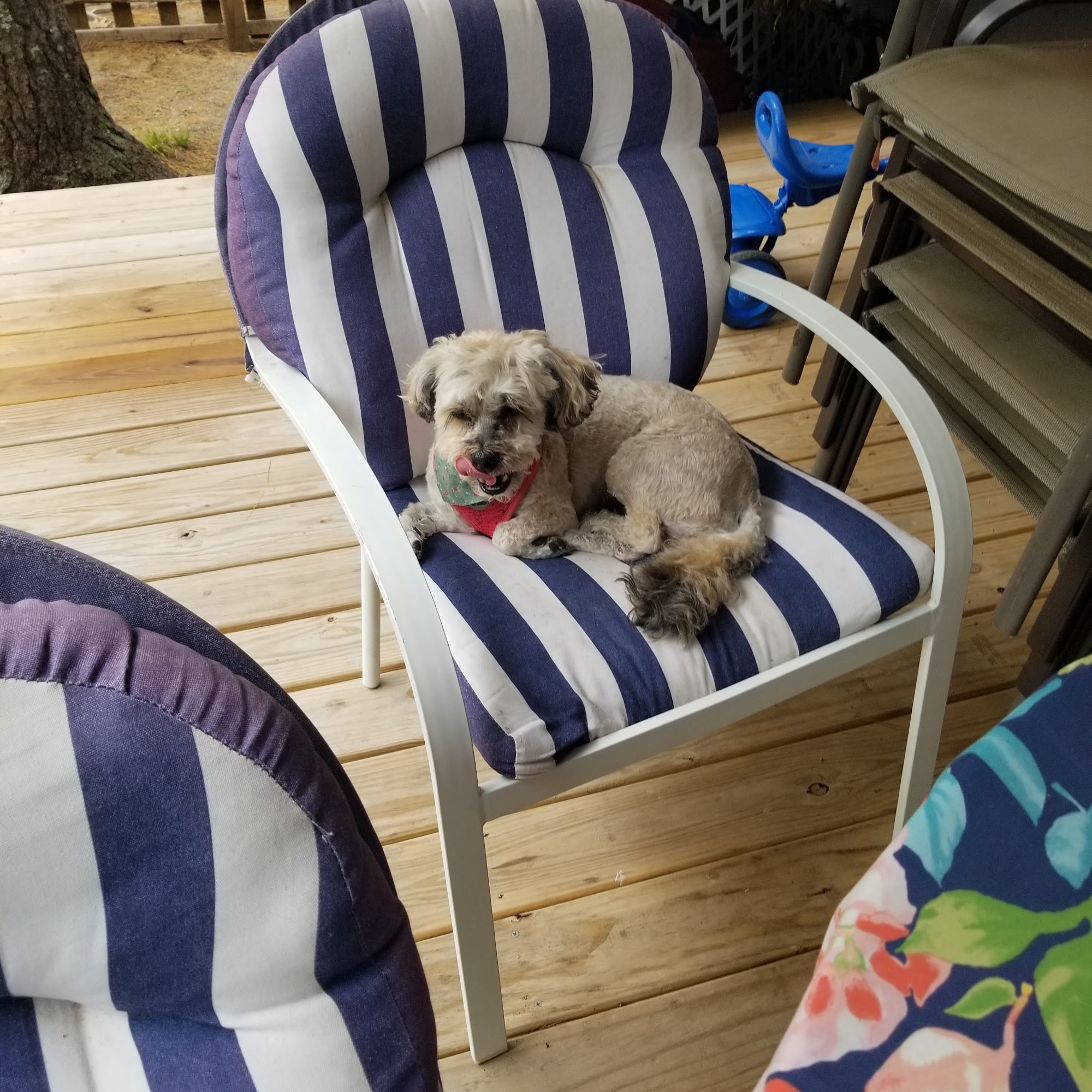 Great Brook Animal Care Lebanon