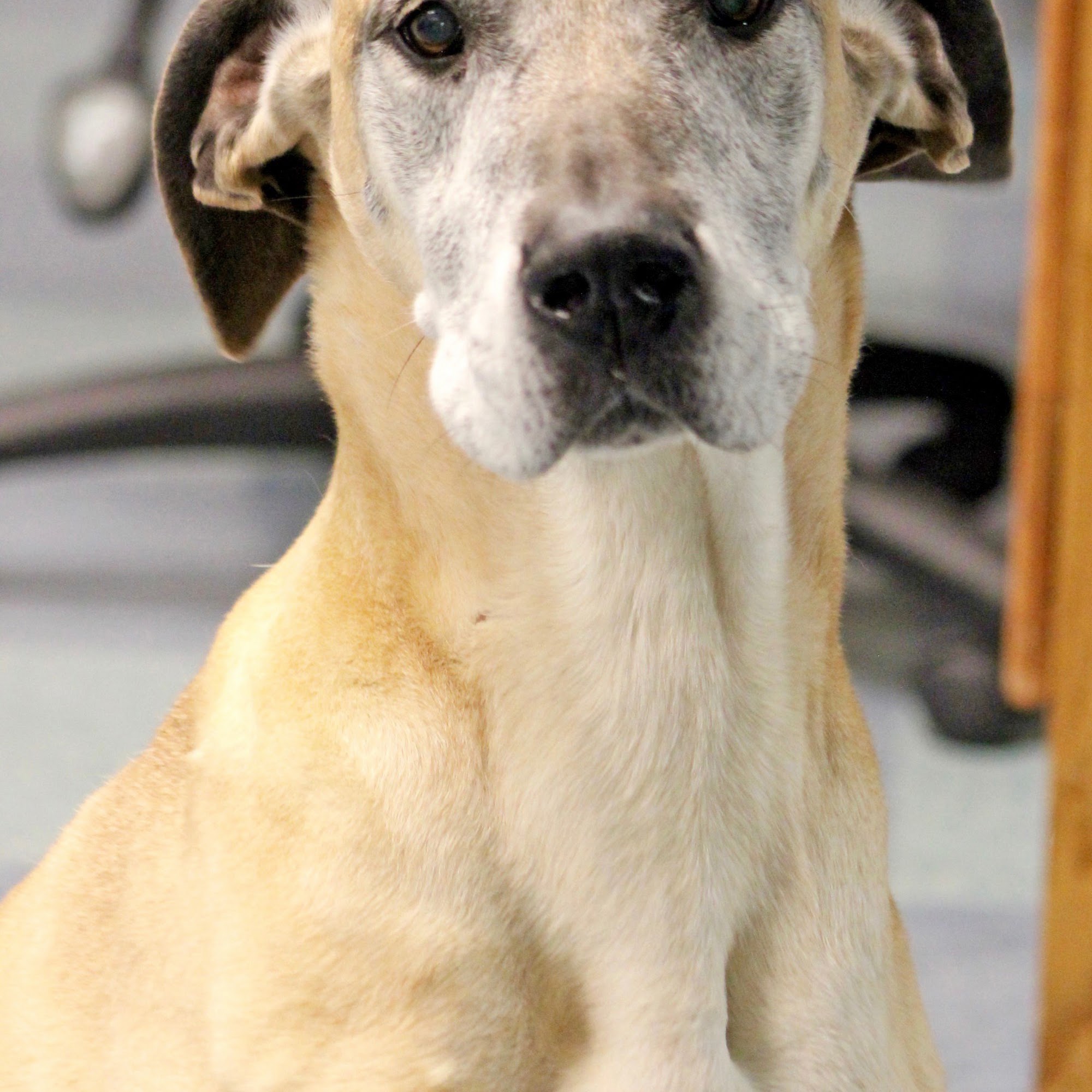 Animal Emergency Clinic of Mid-Maine Lewiston