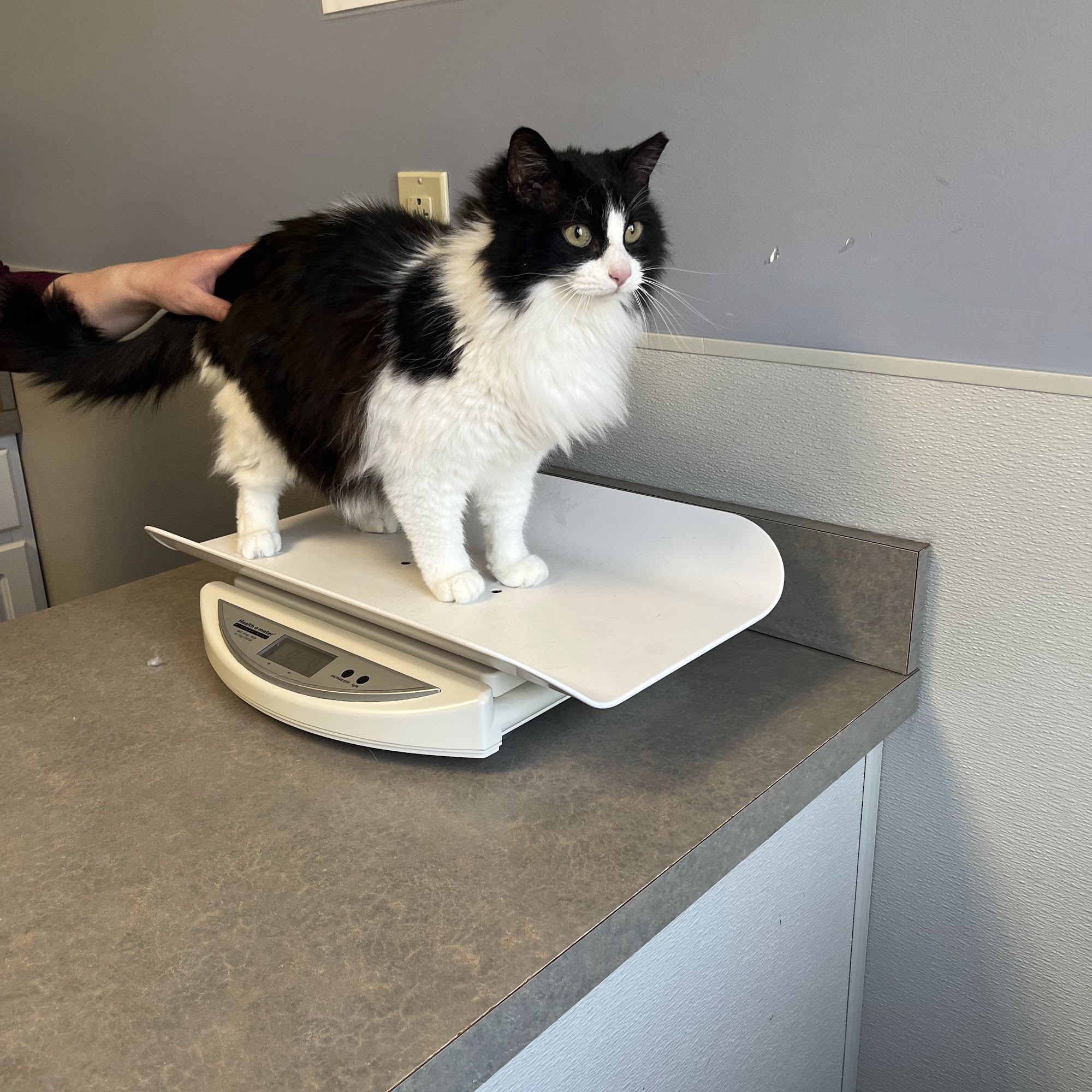 Lisbon Road Animal Hospital Lewiston