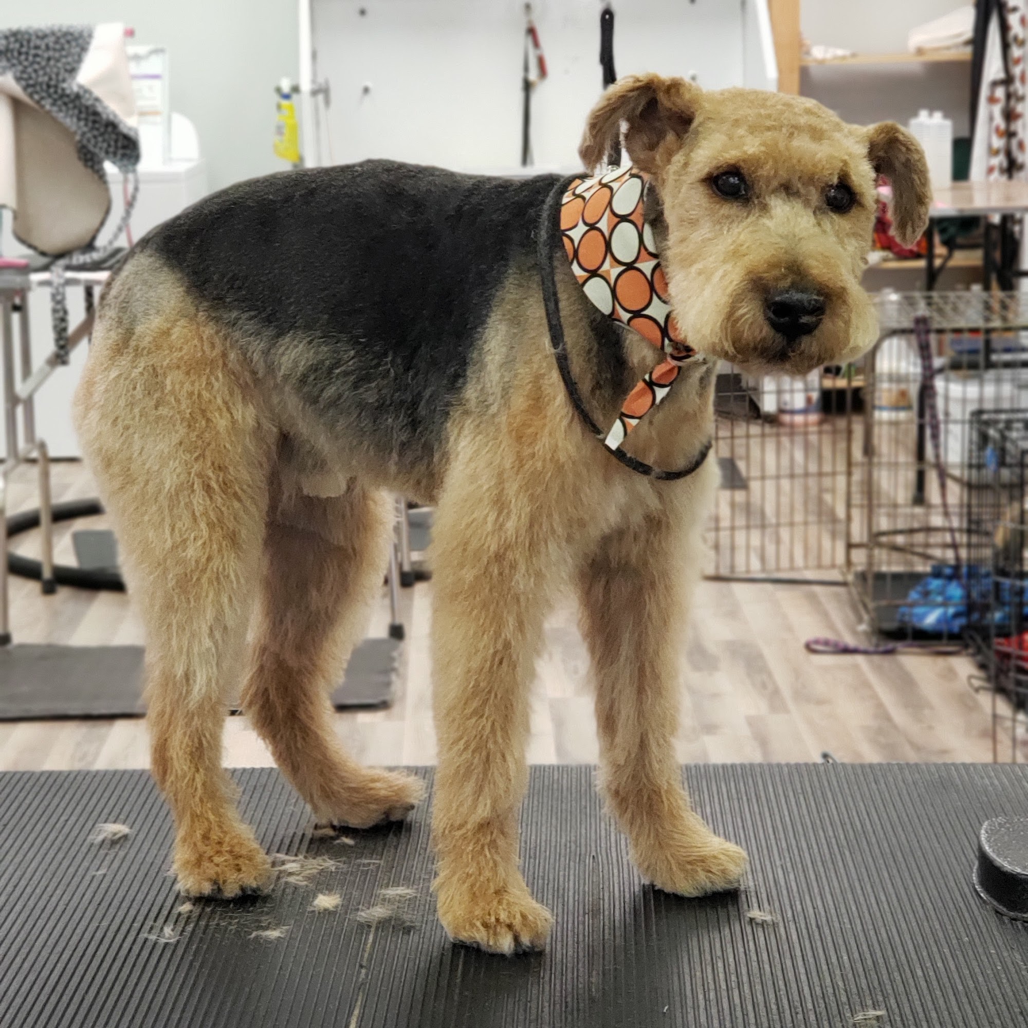 four paws pet grooming llc Lewiston