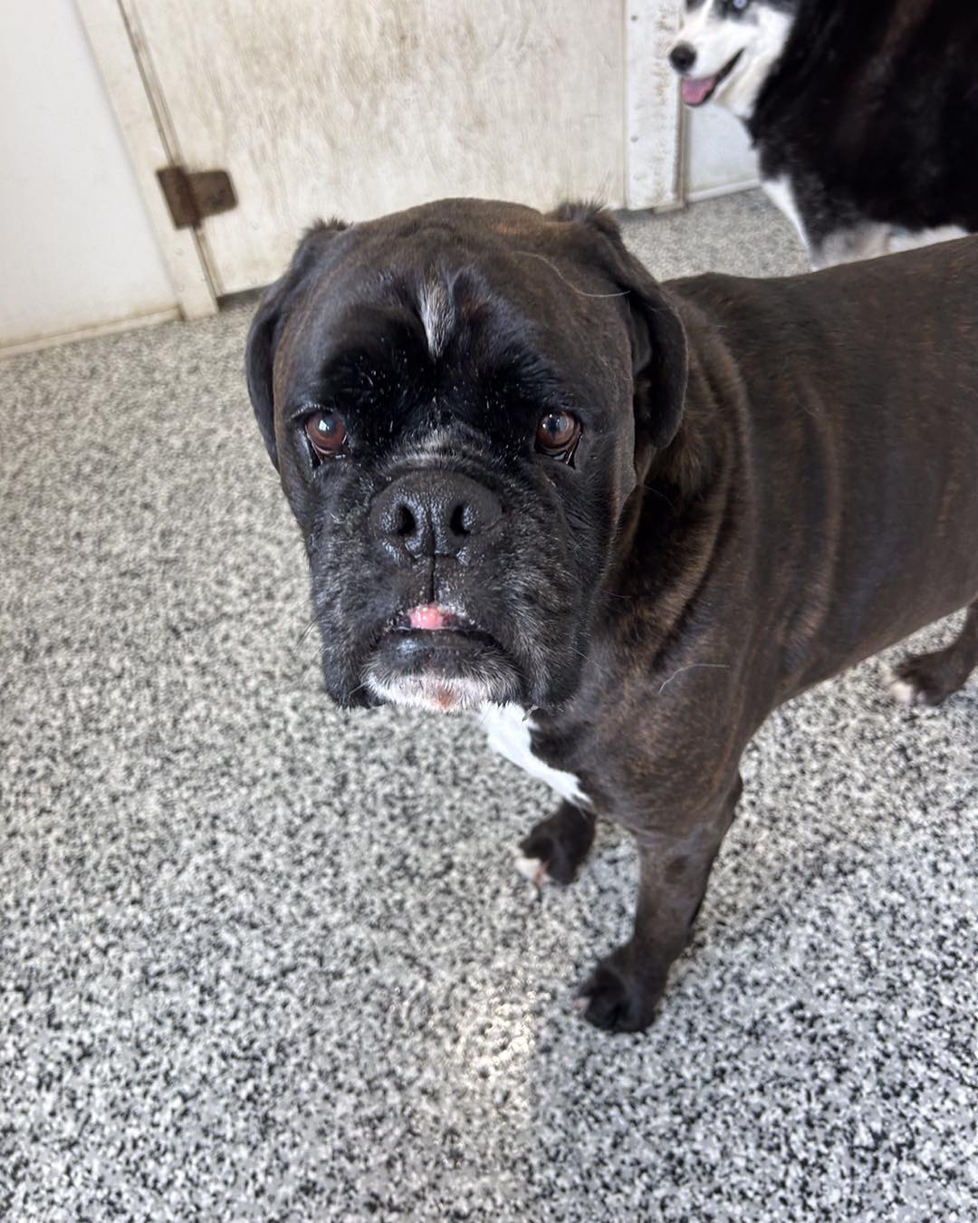 Doggone Fun Lewiston