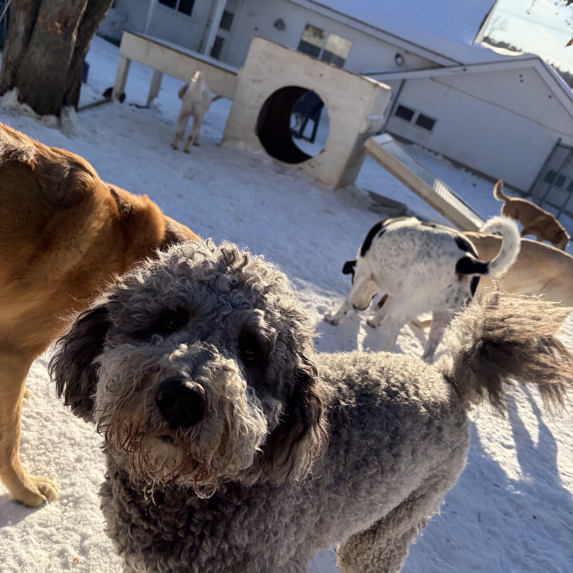 Doggone Fun Lewiston