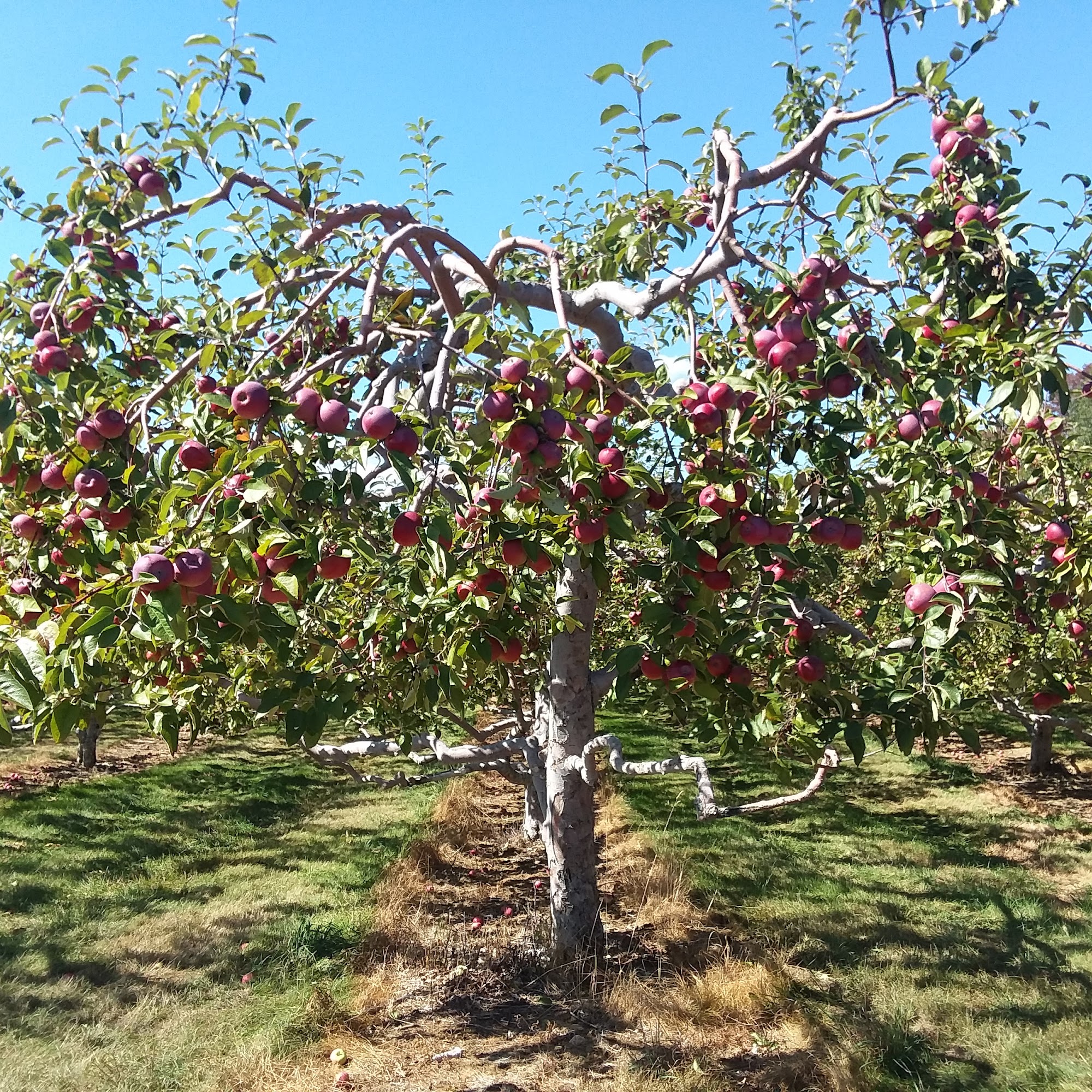 Stukas Farms Lewiston