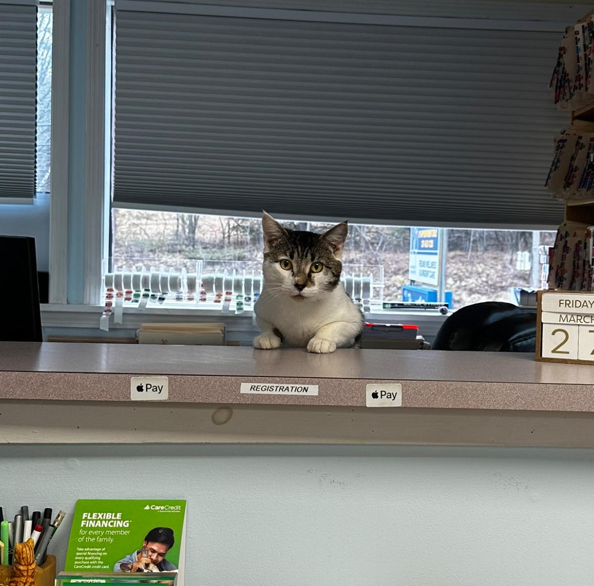 The Cat Hospital Manchester