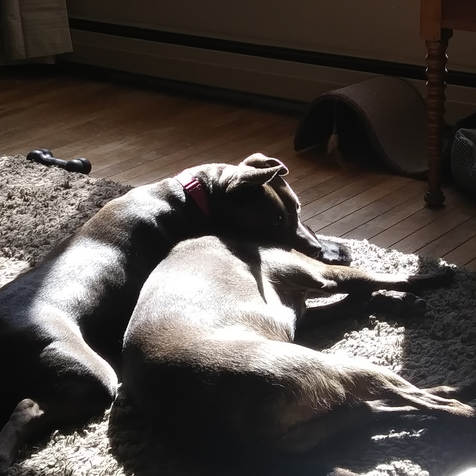 Milbridge Veterinary Clinic Milbridge