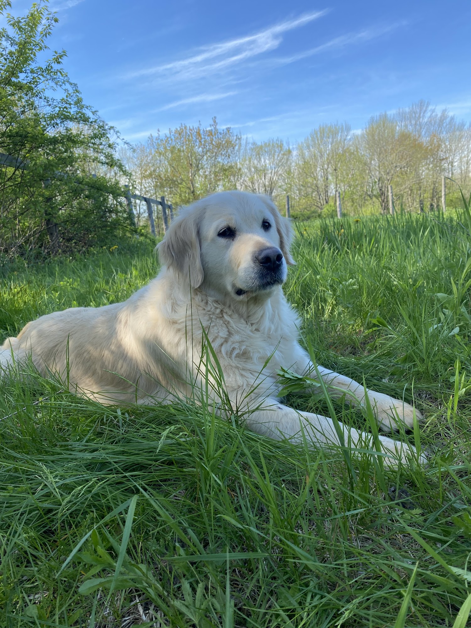 Heart Of Gold Kennel Monmouth
