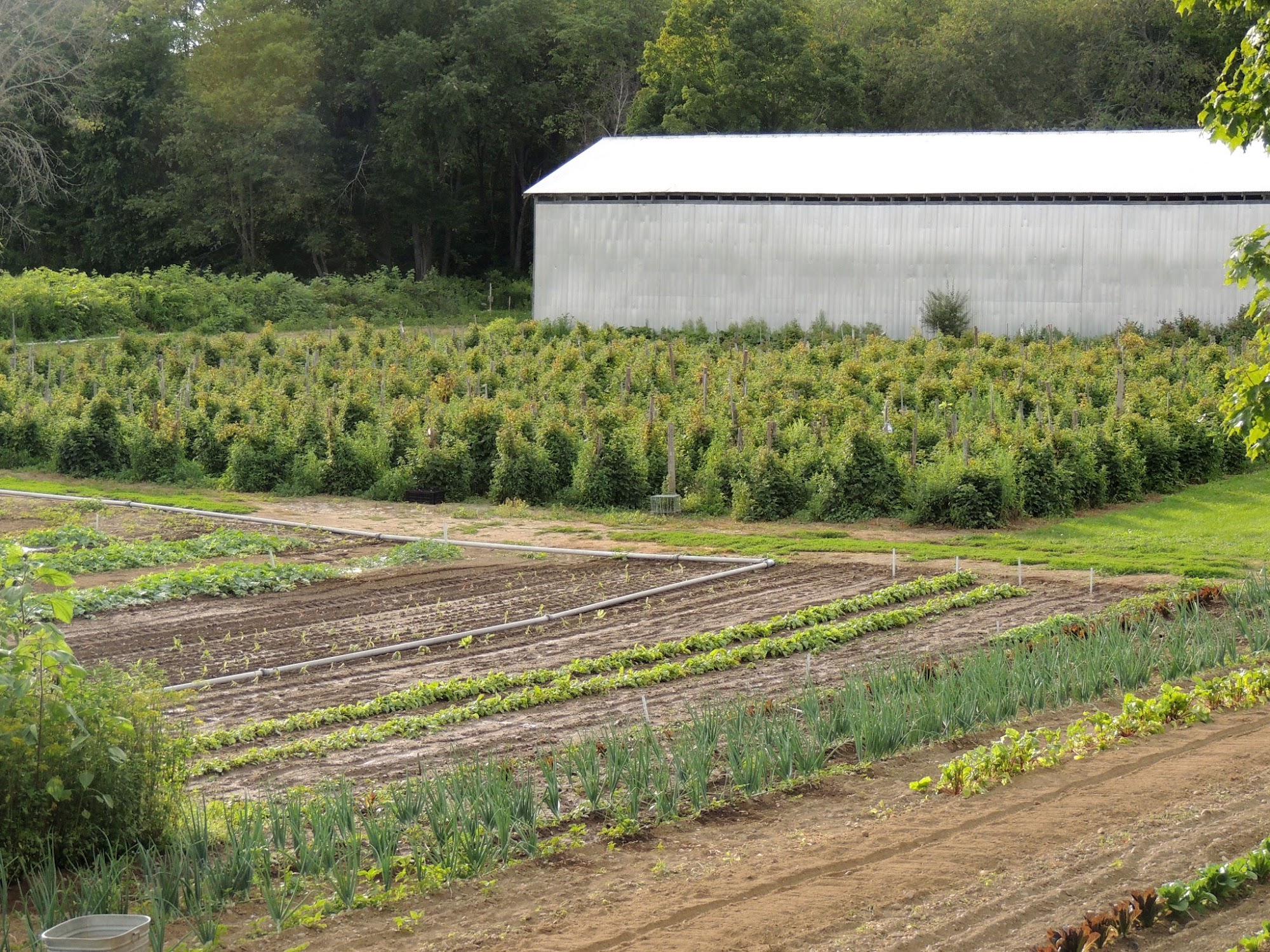 Cross Patch Farms Morrill