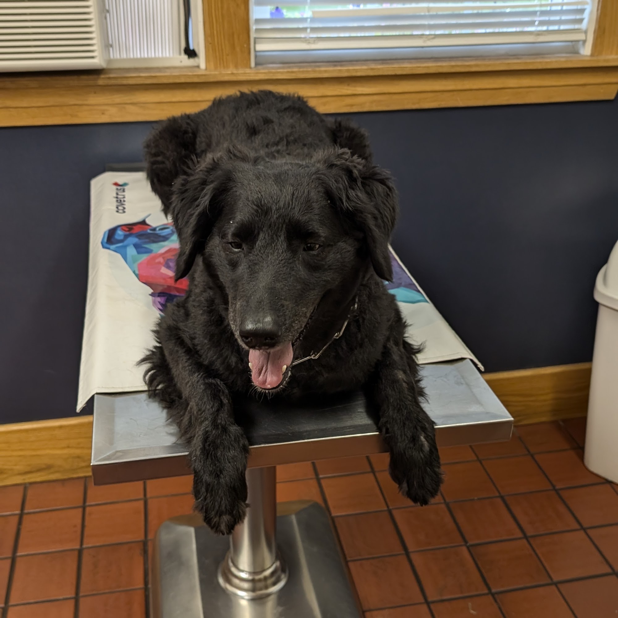 Naples Veterinary Clinic Naples