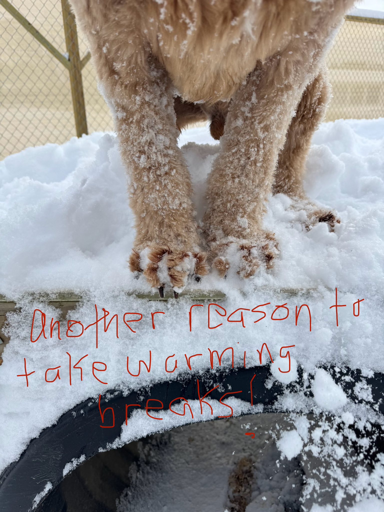 Moosehead Trail Boarding Kennel