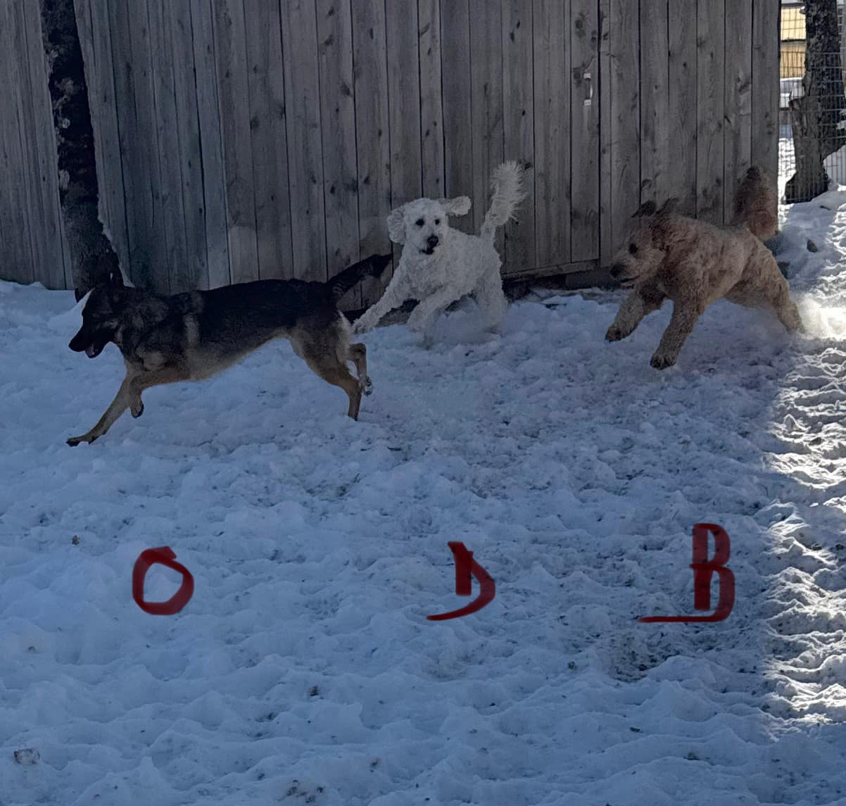 Moosehead Trail Boarding Kennel