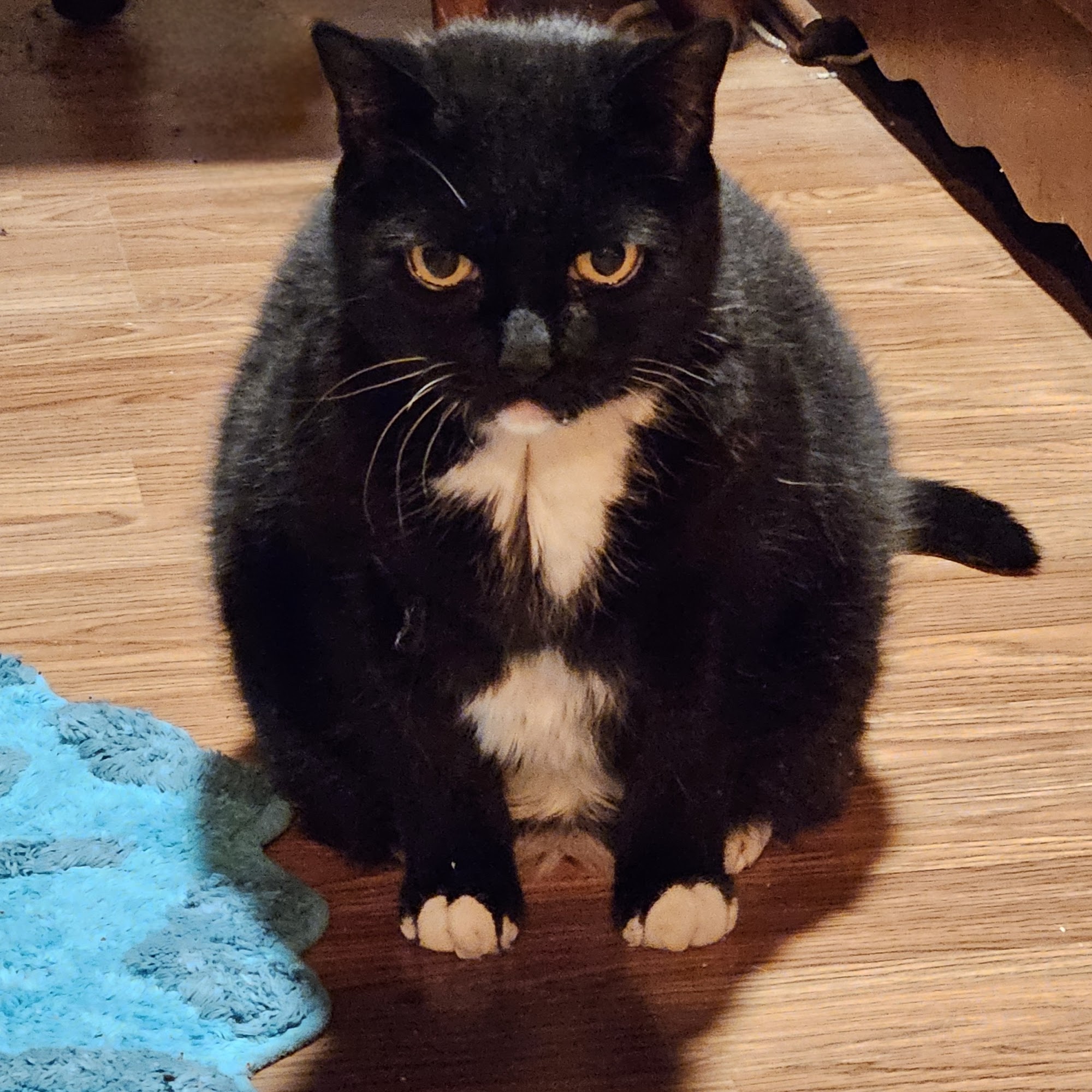 Blake Veterinary Hospital Northport