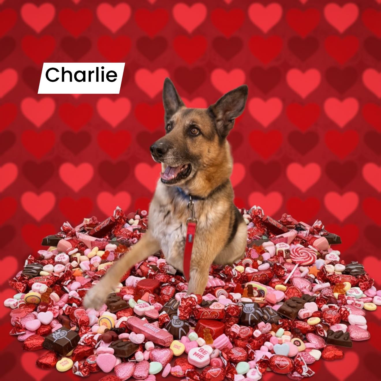 Canine Country Club & Feline Inn (Paws & Claws) Northport