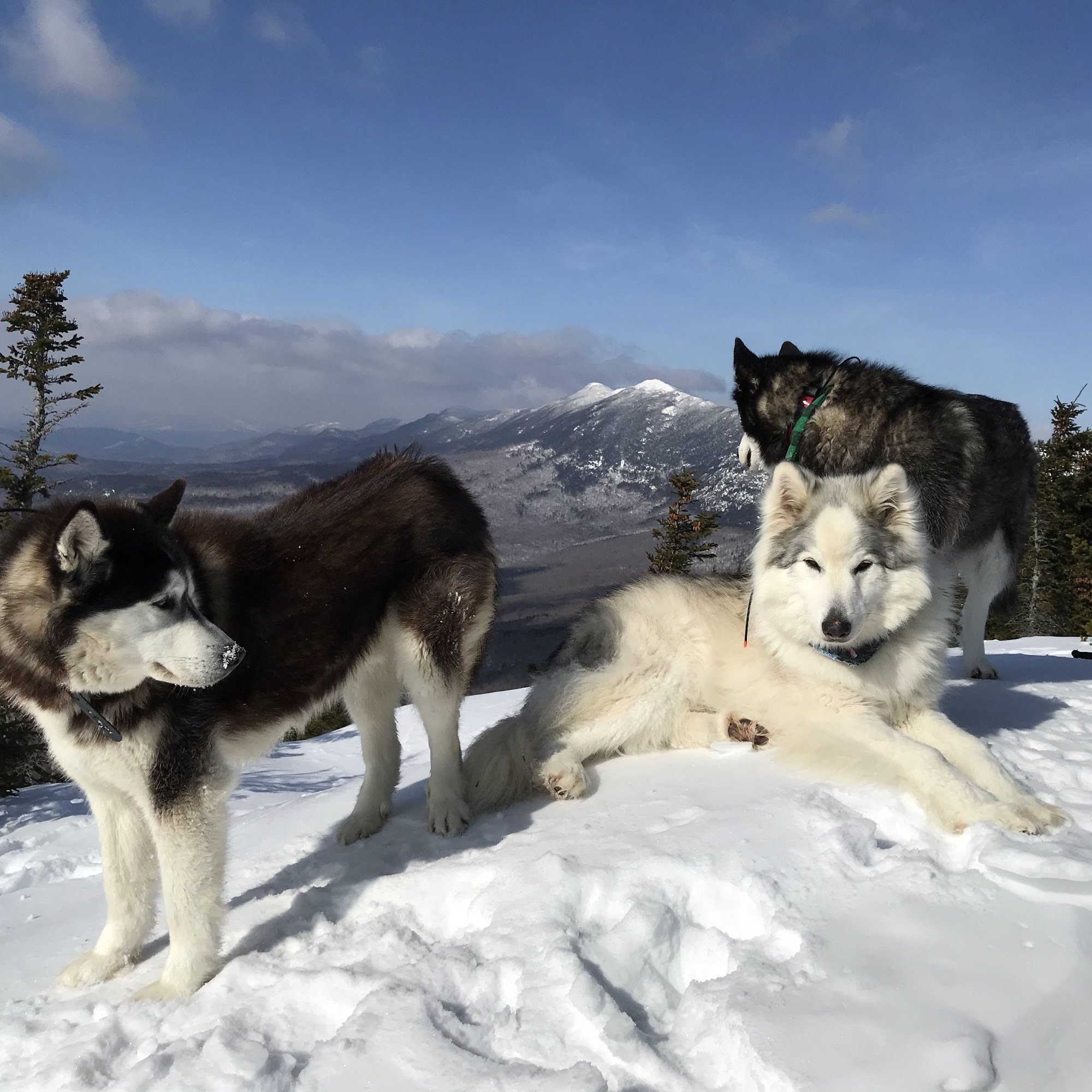 Kennebec Veterinary Services Inc. Oakland