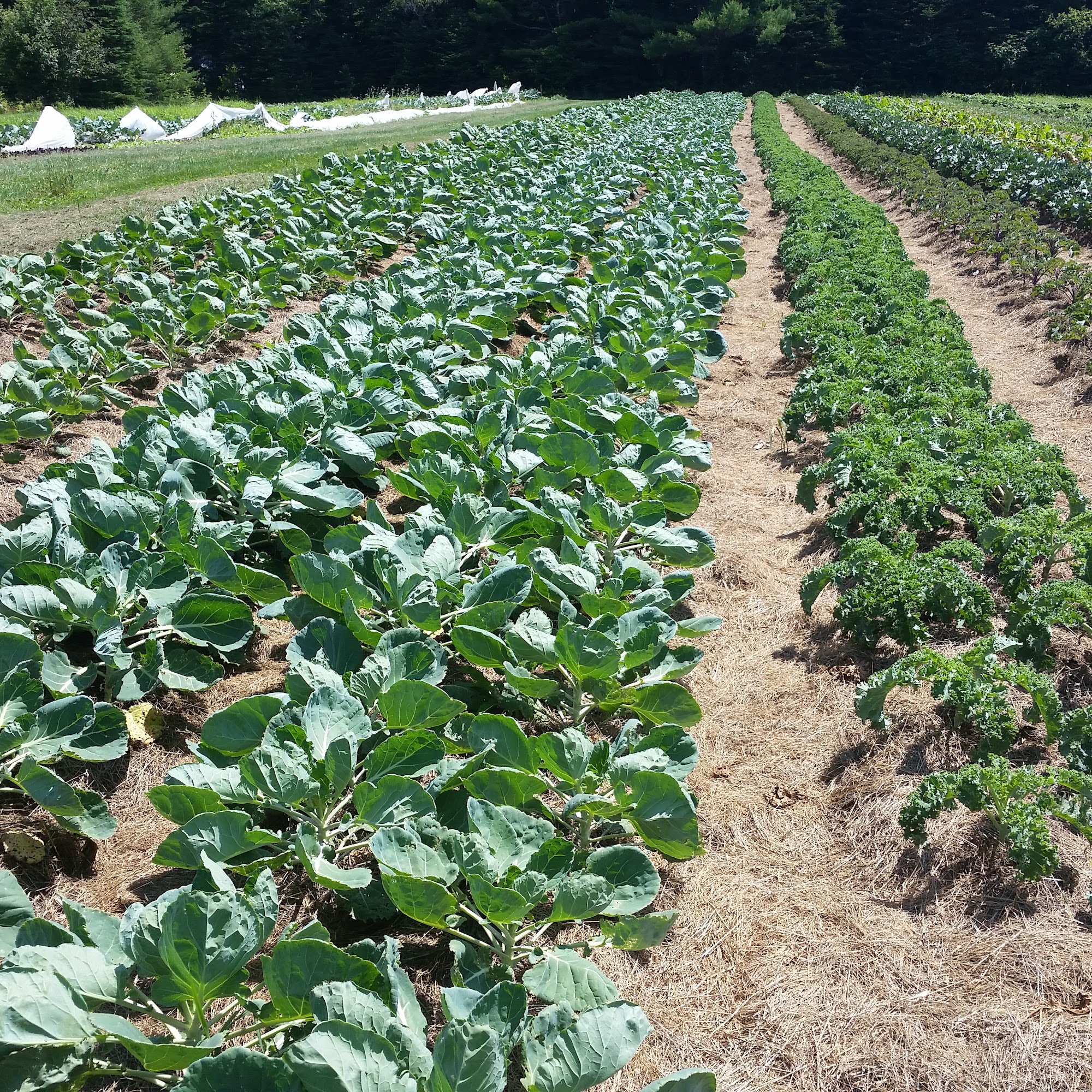 Snakeroot Organic Farm Pittsfield